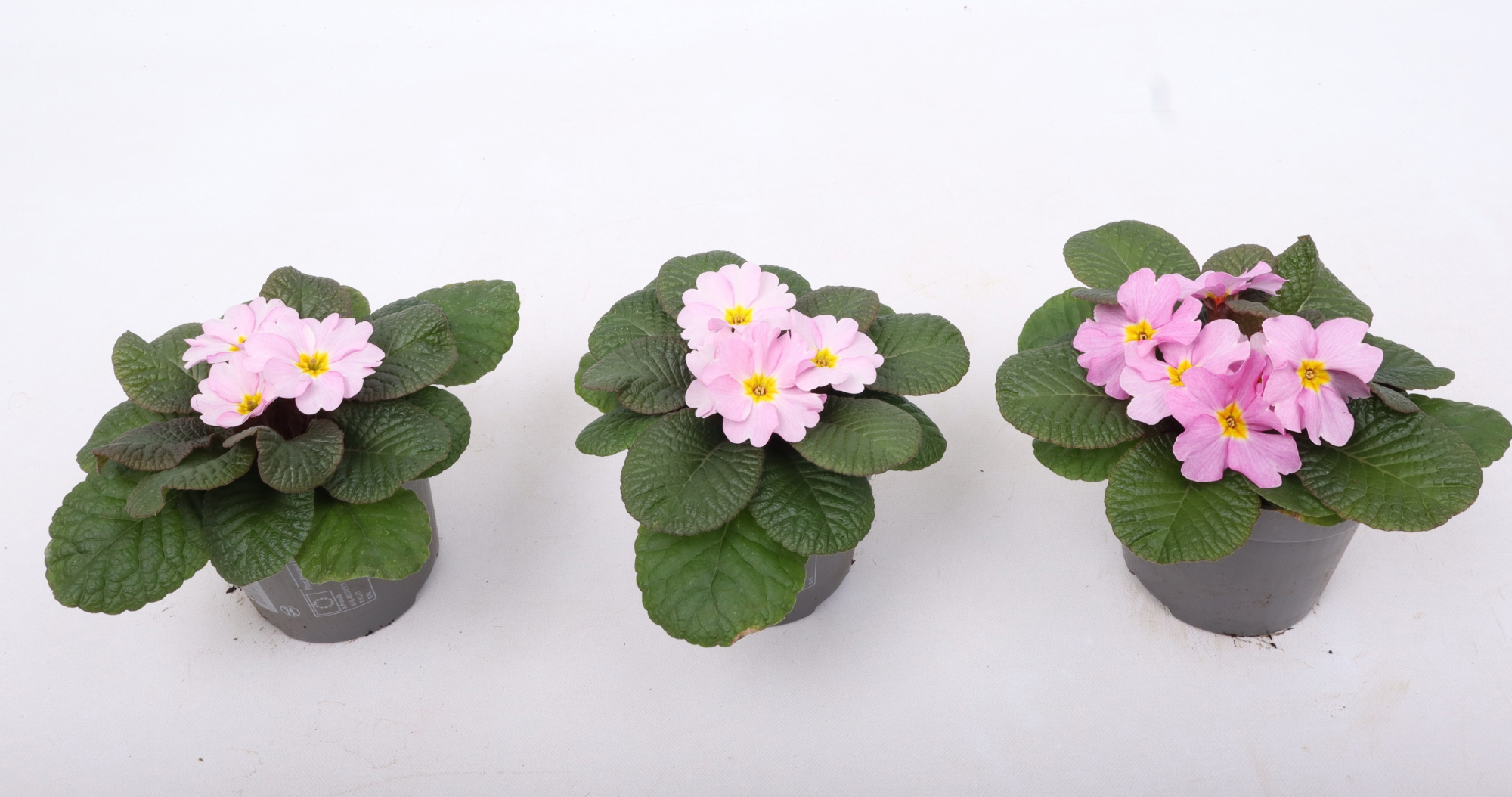 Primula Obsidian Antique Rose 10,5 cm (winterhard), D 10,5