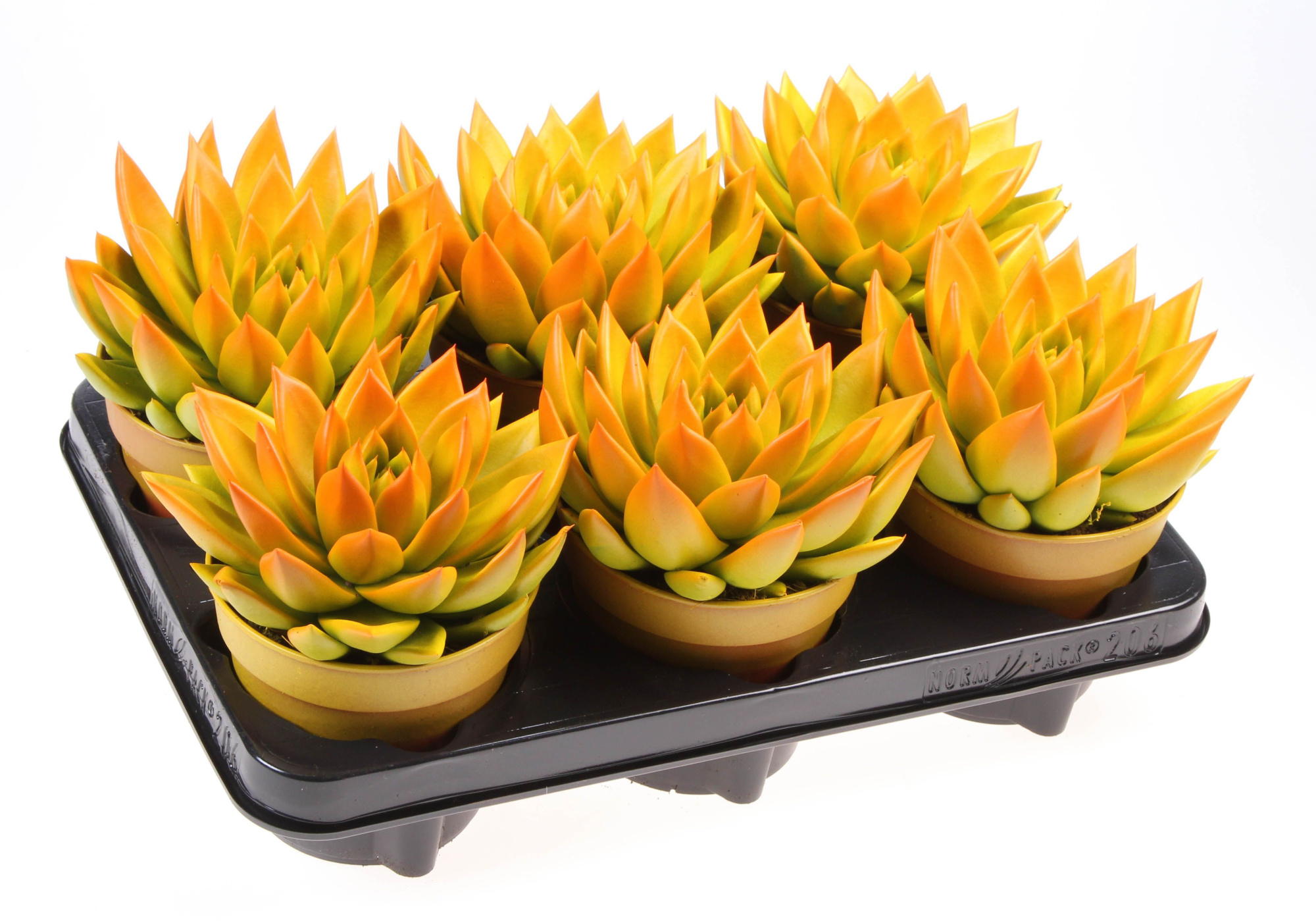 Rainbow bicolor yellow + orange point, D 12 cm