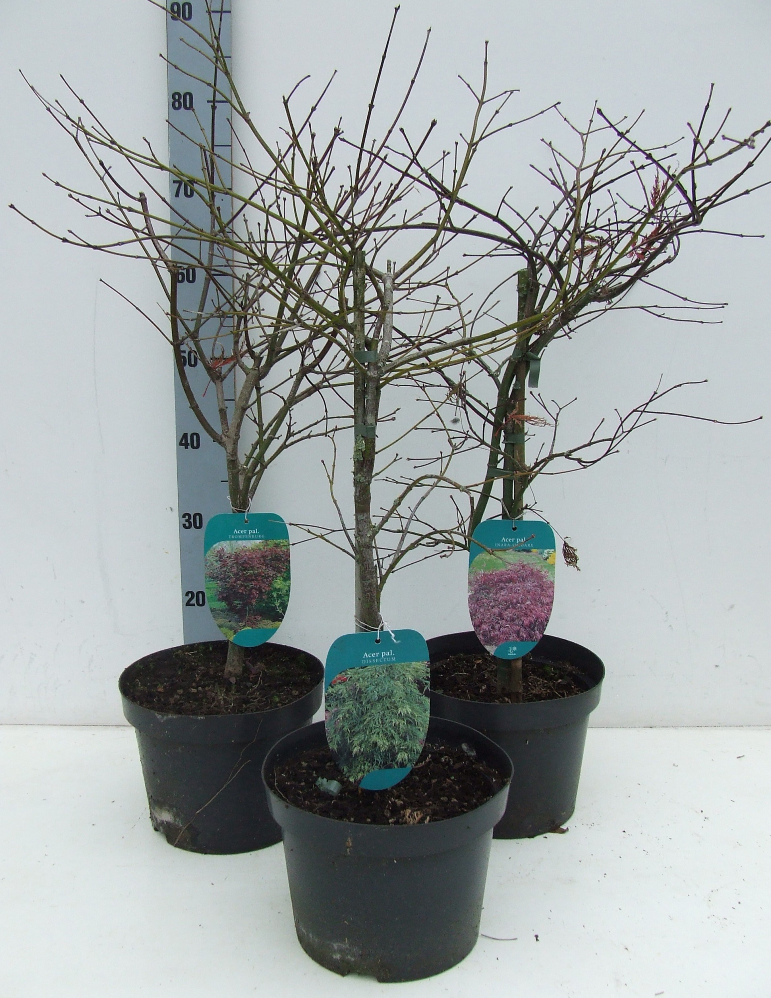 Acer palmatum Dissectum MIX P23 Full CC, D 23