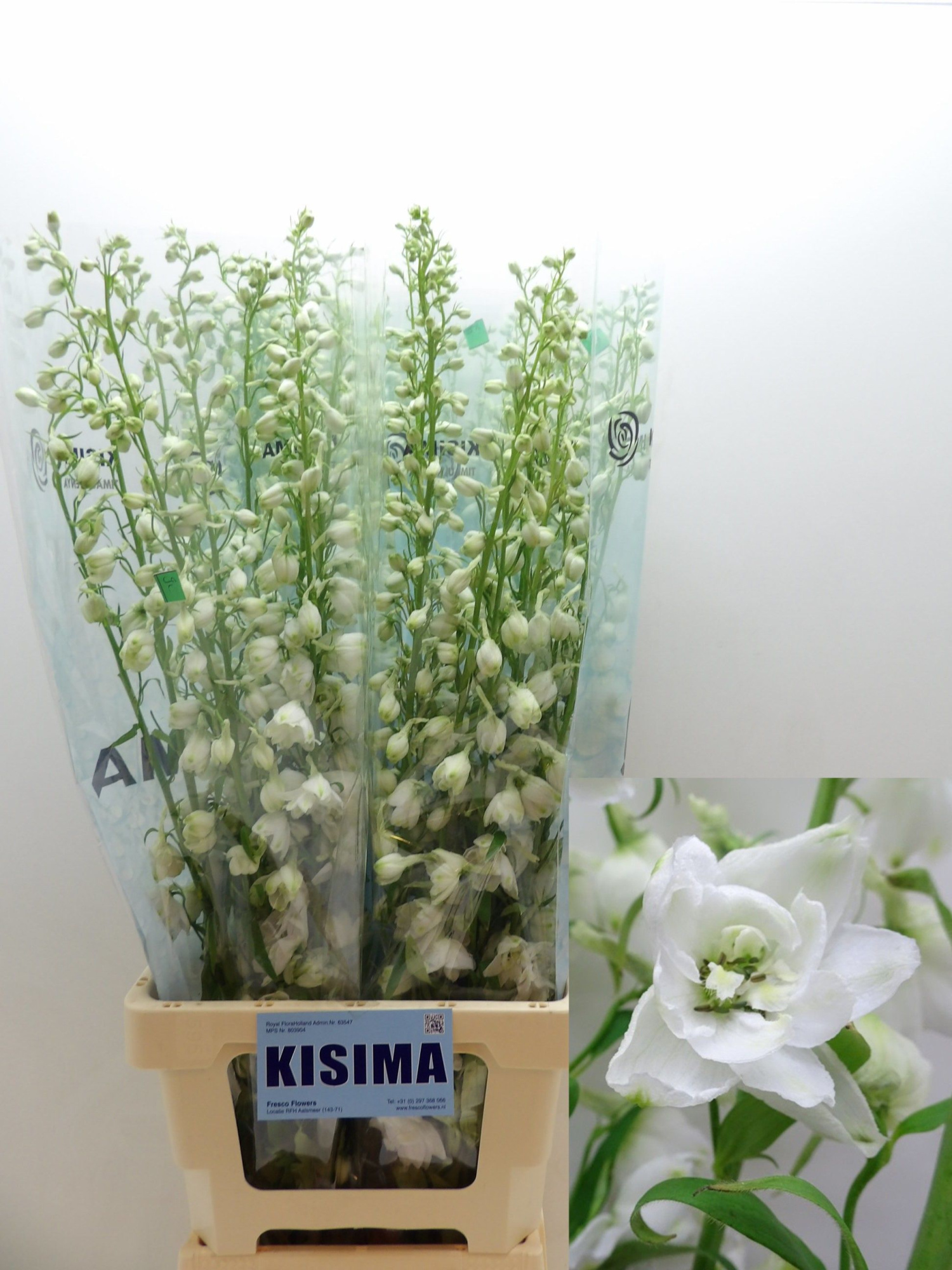 Дельфиниум дв. Кэндл Вайт Шейдс 80, шт.