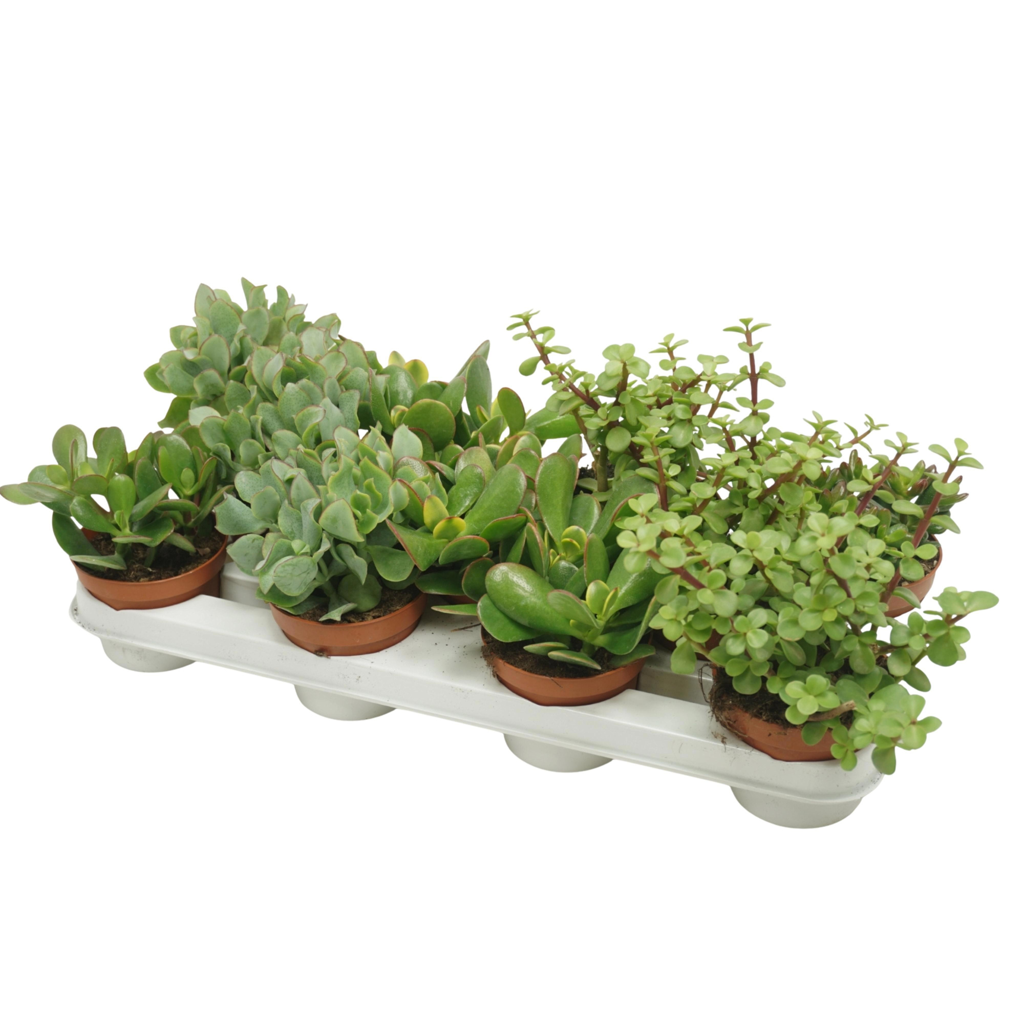 Crassula mix 10,5 cm, D 10,5