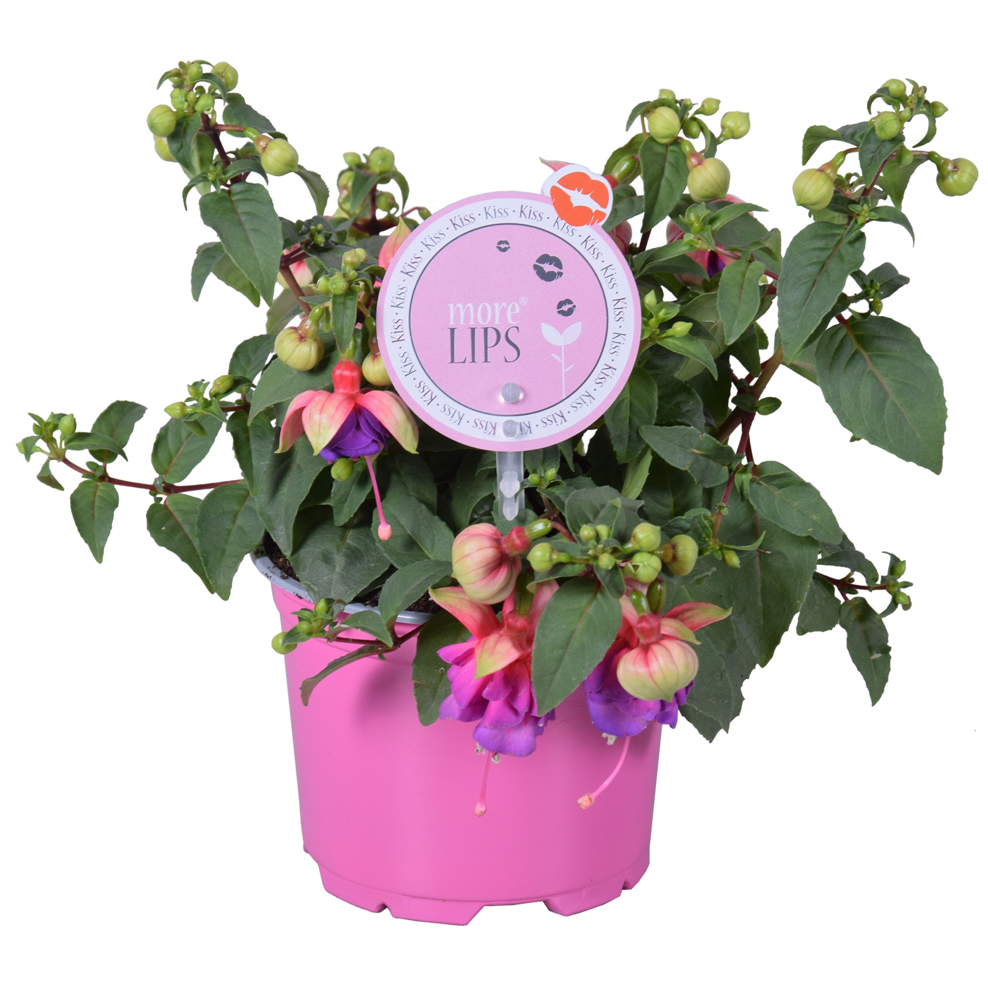 MoreLIPS® Fuchsia Bella Faya, D 12