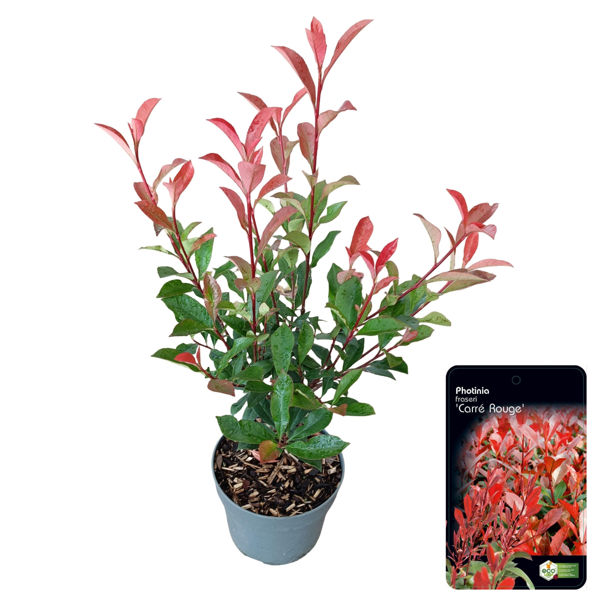 Photinia fraseri 'Carre Rouge' PBR, D 17 cm