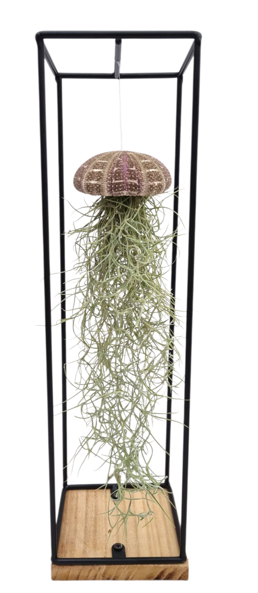 Tillandsia schelp hangframe large, D 13 cm