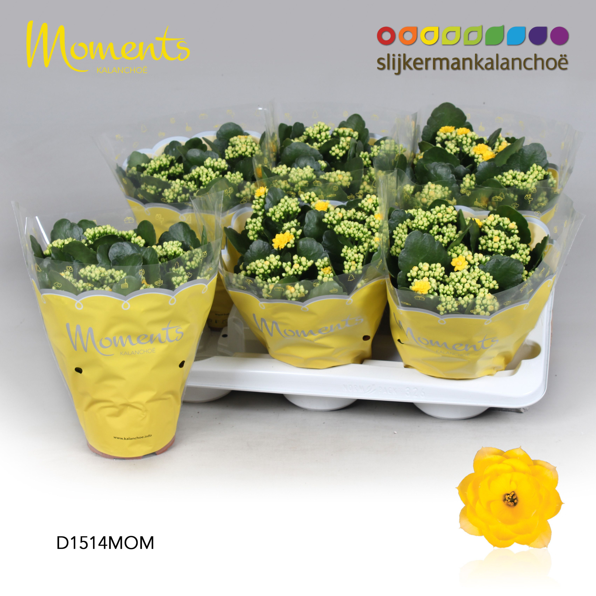 Kalanchoe Moments - Yellow, D 15 cm