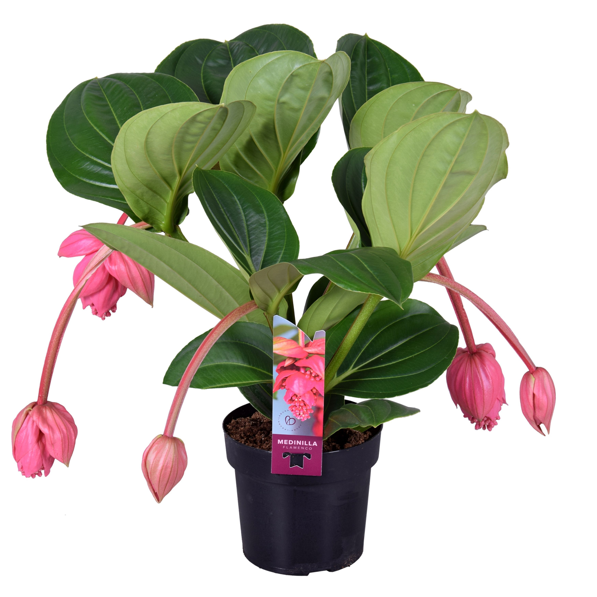 Medinilla Magnifica Flamenco 2 etage 5 knop, D 17