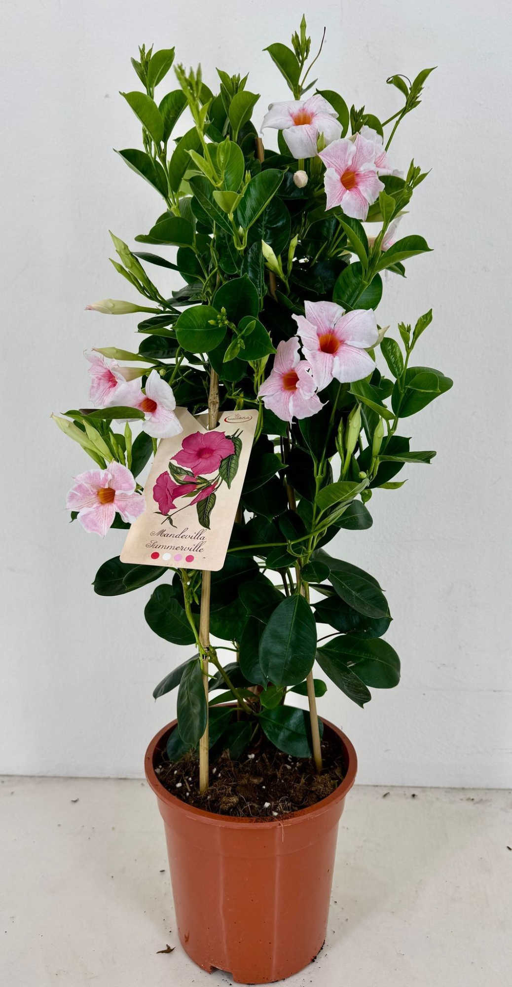 p19 Sundaville Early Cream Pink piramide, D 19