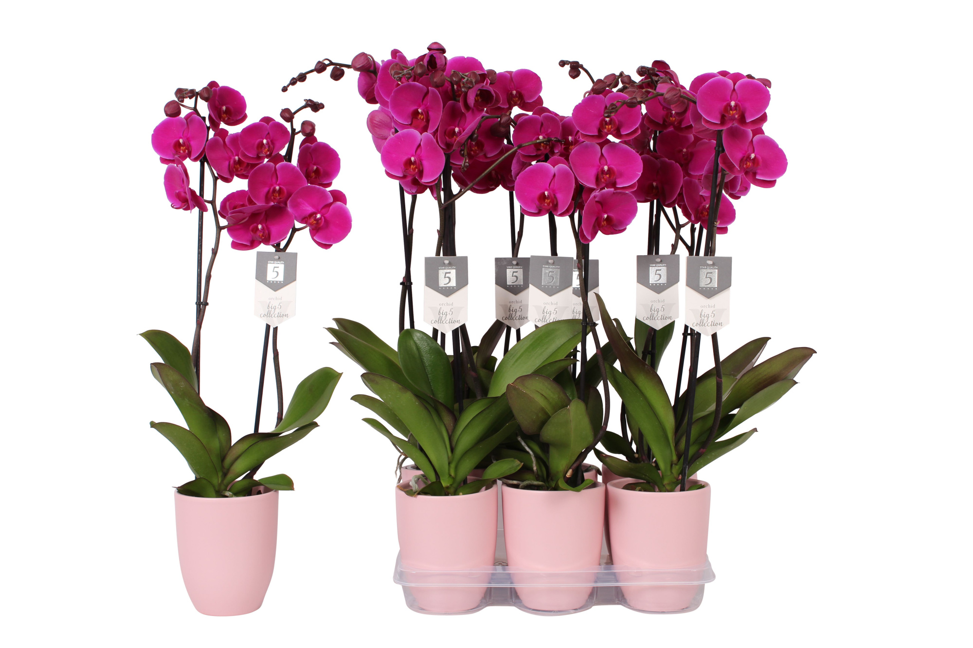 Phalaenopsis Johannesburg, 2-spike 18+ Pink Ceramics, D 12 cm