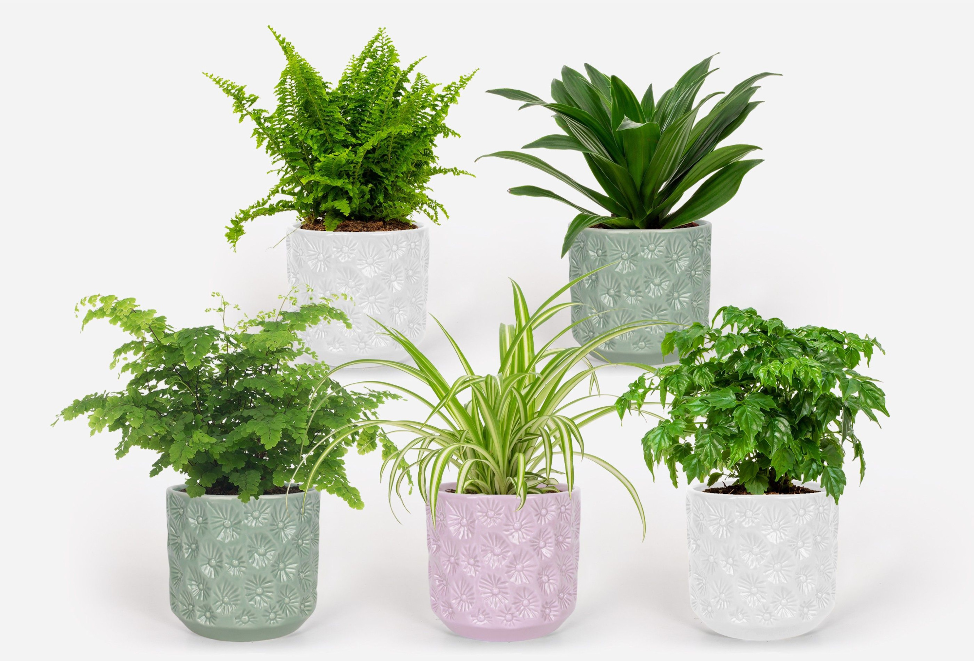 2025 - Groen Mix 12cm - Classic - Elboers Pink, D 12 cm