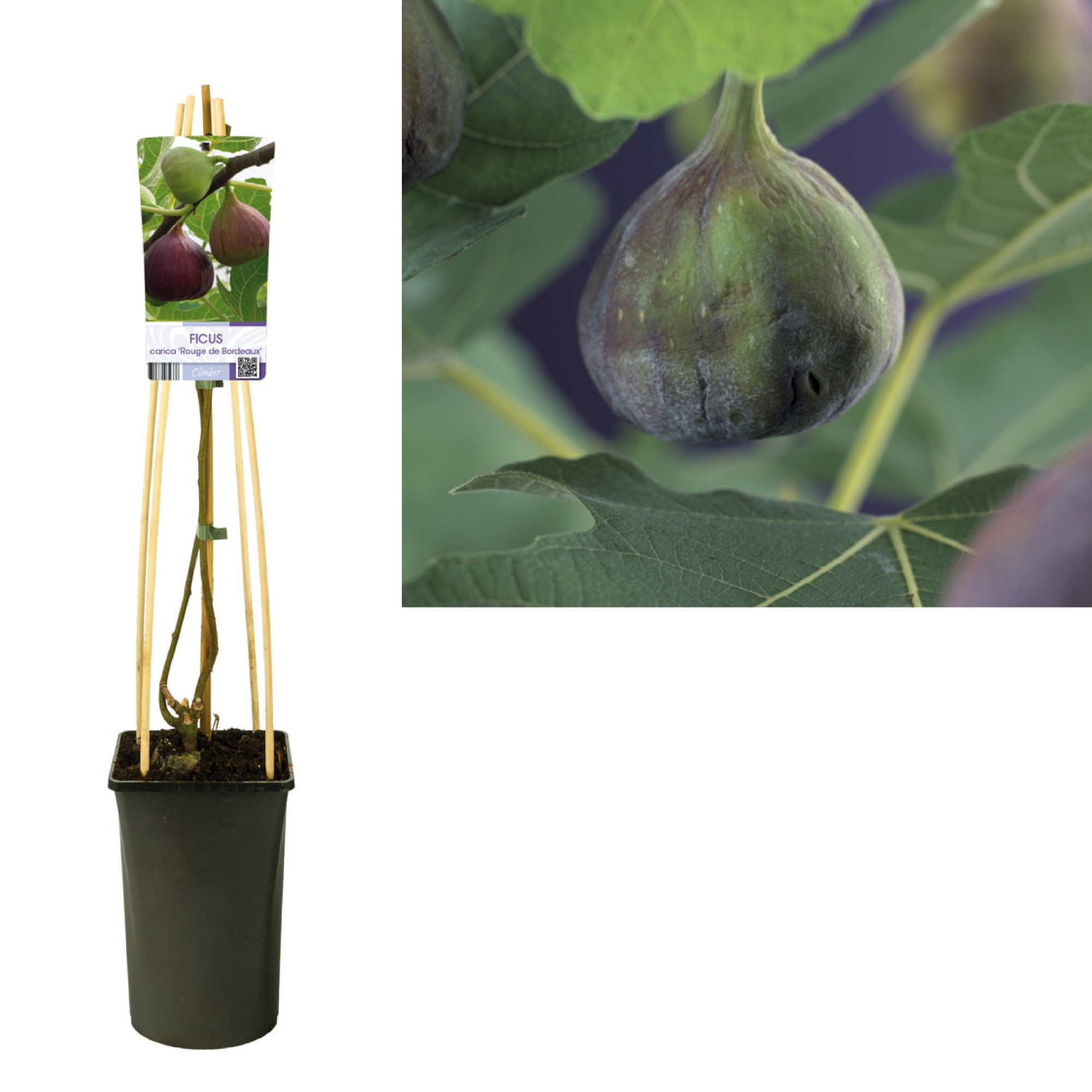 Ficus carica 'Rouge de Bordeaux' +light label, D 17 cm