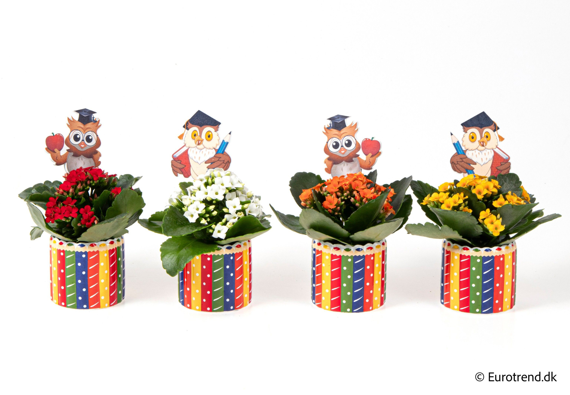 Kalanchoe in pencil ceramic - Spring, Summer & Autumn 2025, D 6 cm