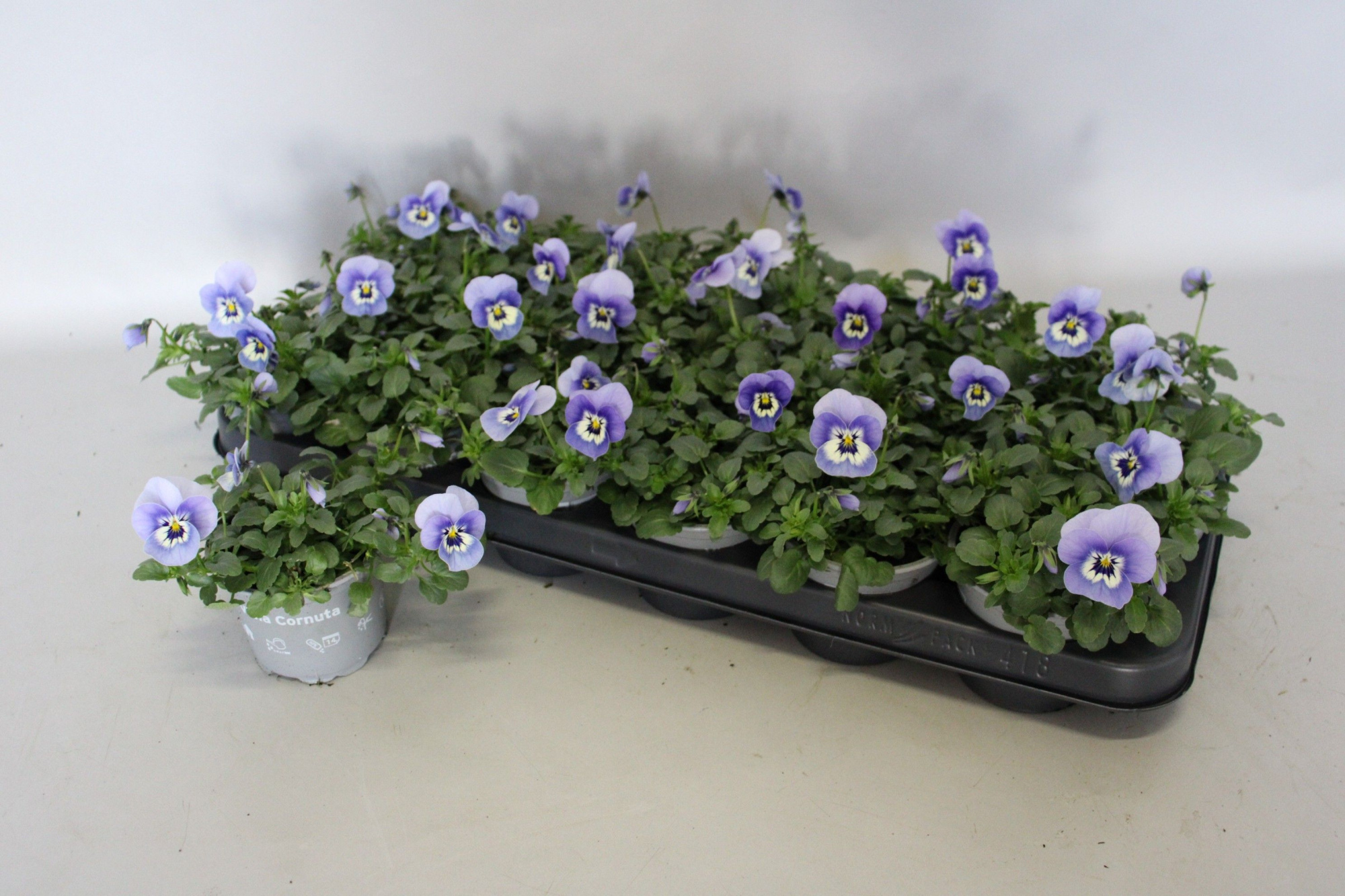 Viola cornuta 9 cm Marina, D 9 cm