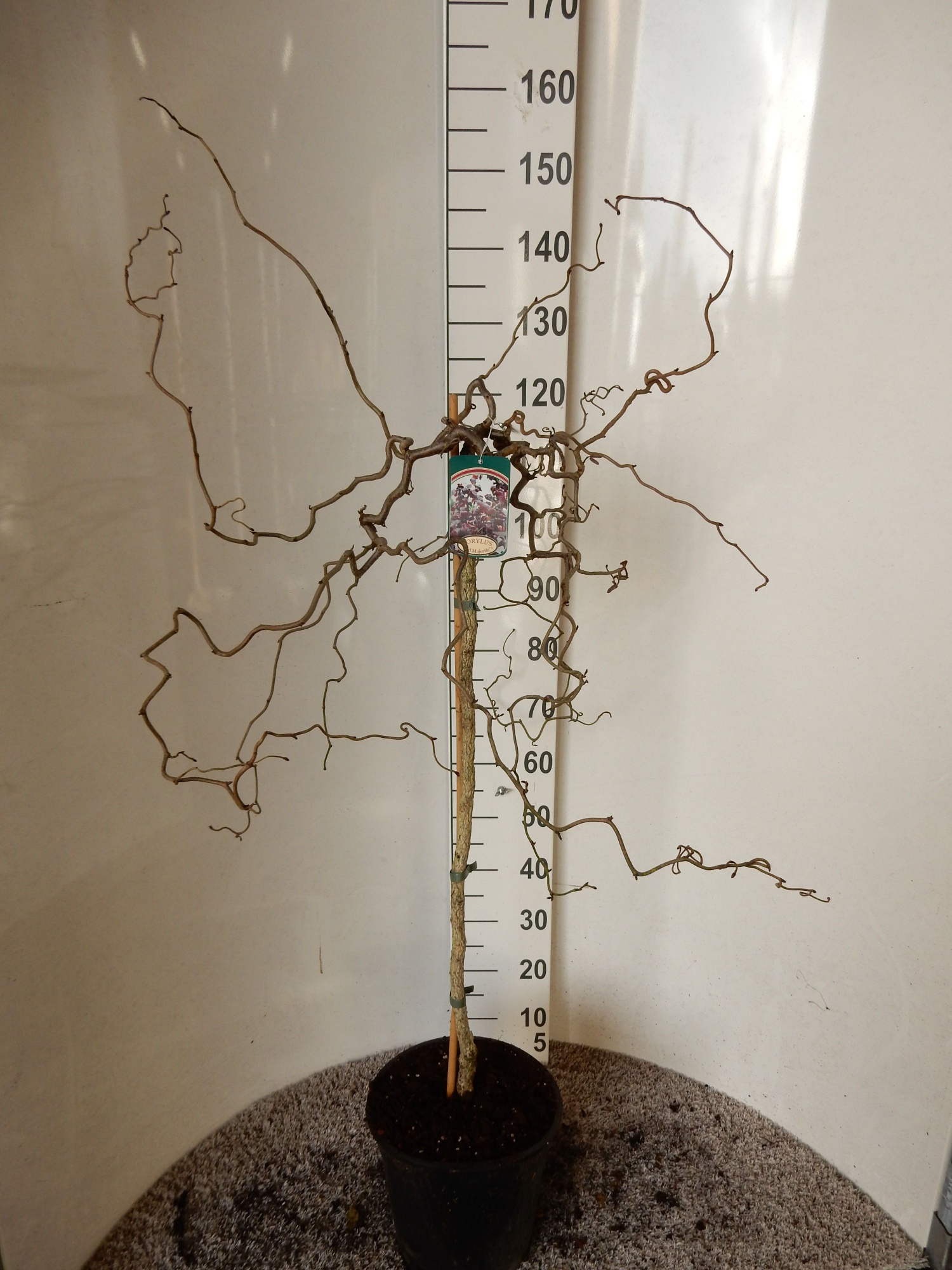 Corylus a. Red Majestic 80 stam 30-40 kroon P28, D 28
