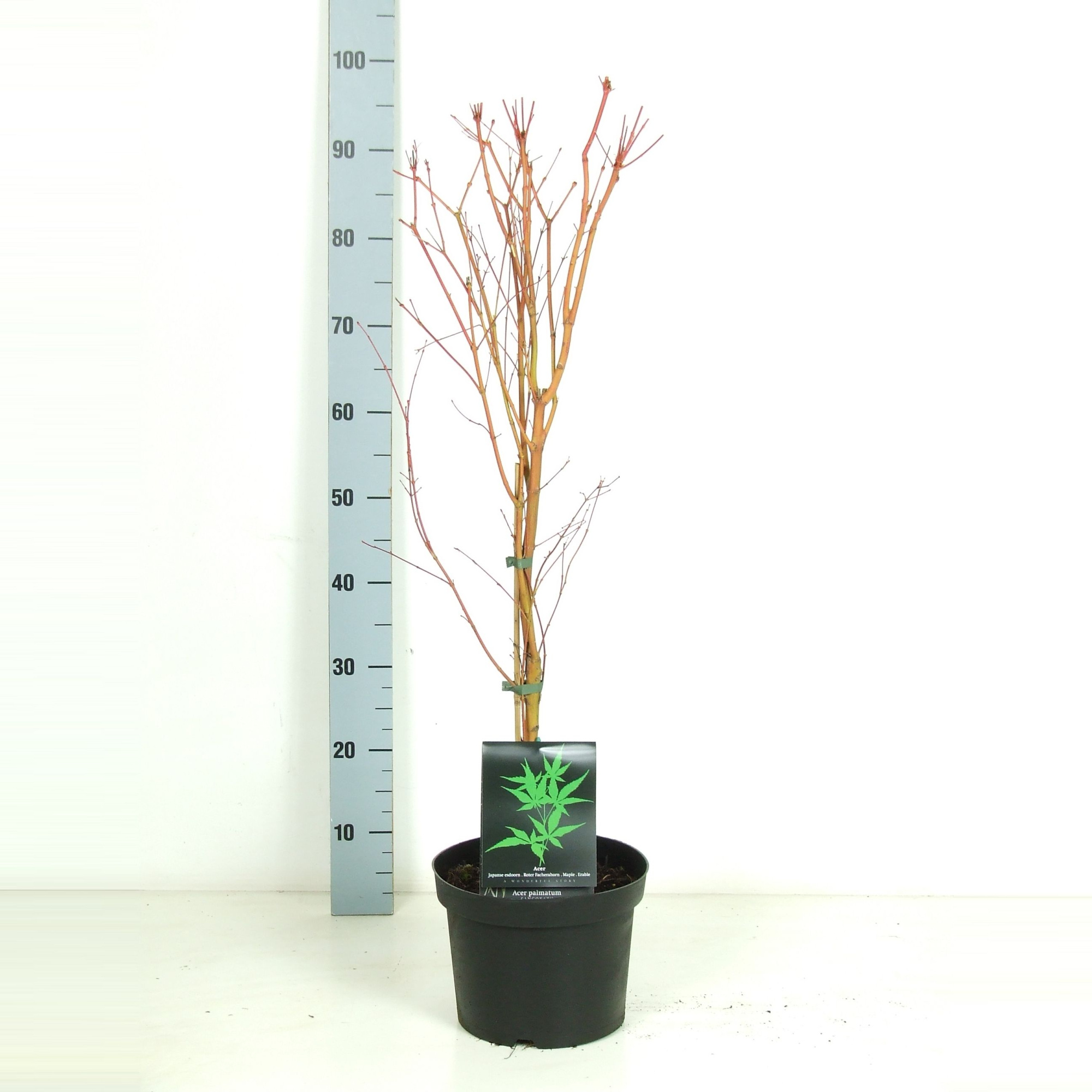 Acer palmatum 'Sangokaku' P23 Full CC, D 23