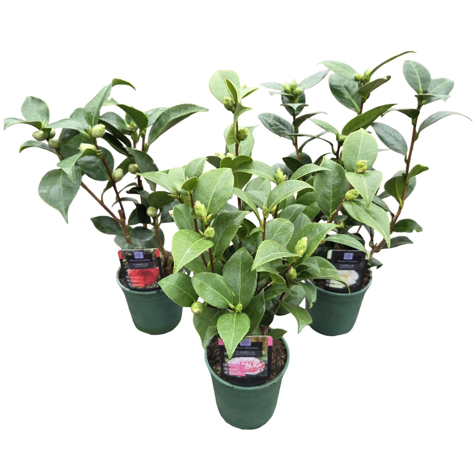 Camellia jap. 'Mix', D 12