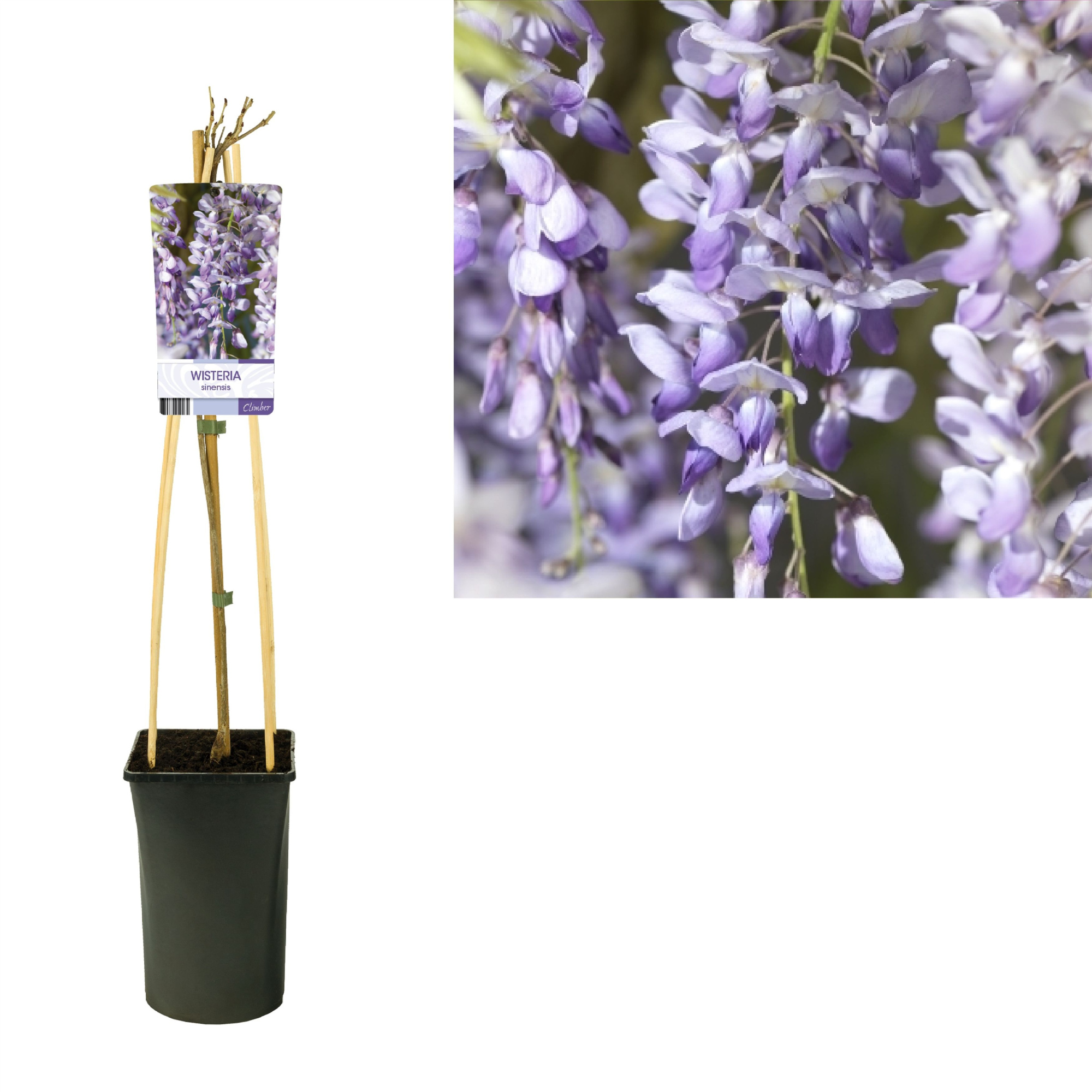 Wisteria sinensis +light label, D 17 cm