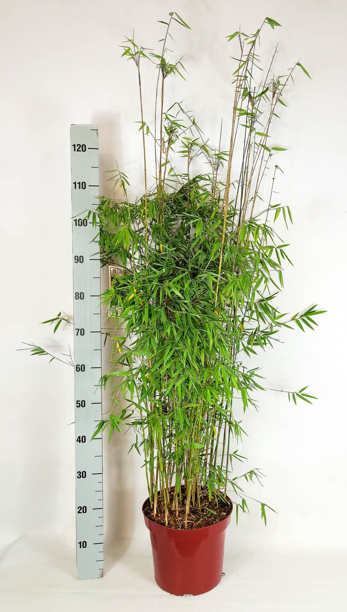 Fargesia (Jiuzhaigou Grp) 'Jiuzhaigou 1' C7,5 80-100, D 26 cm