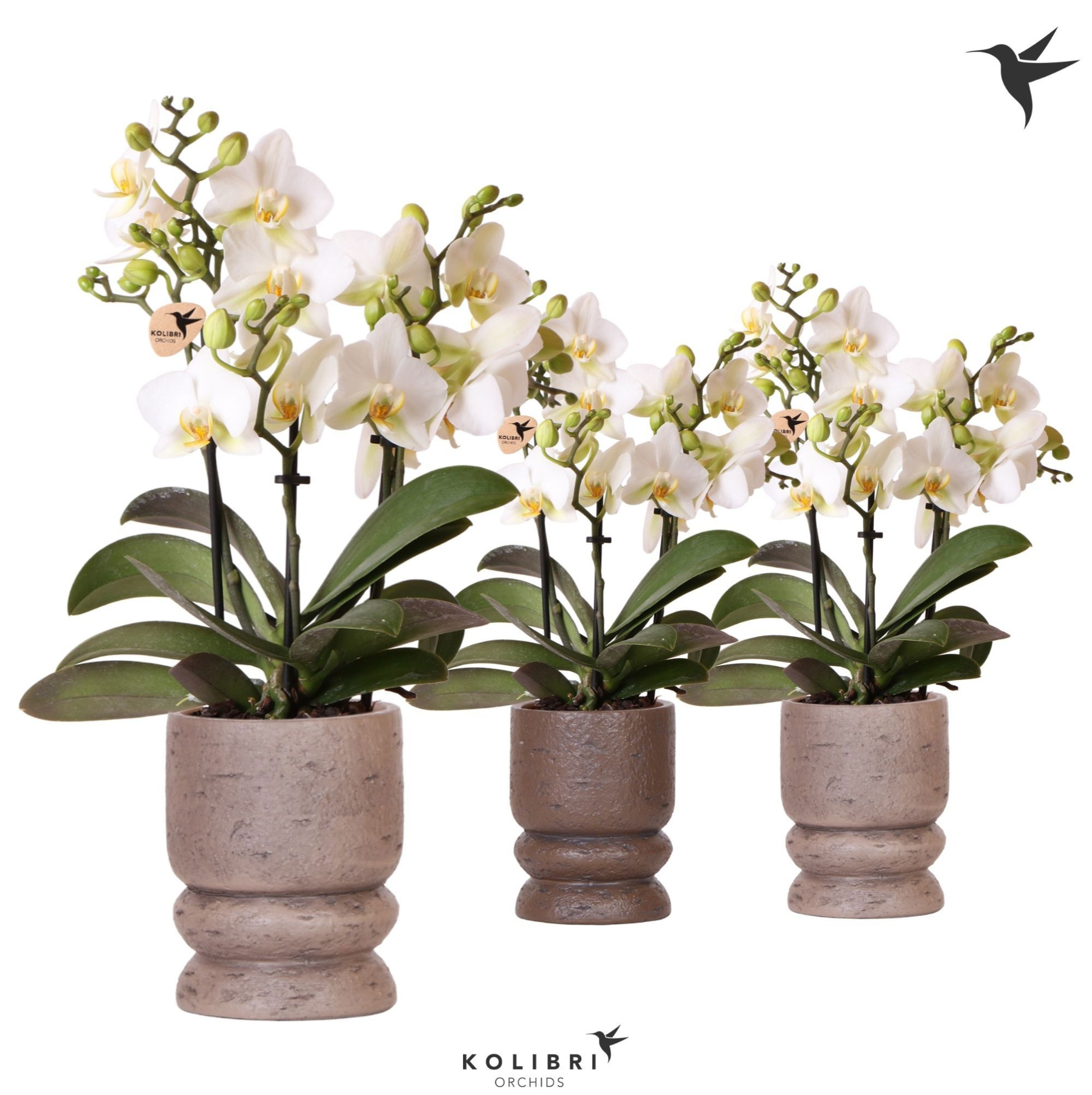Kolibri Orchids Phalaenopsis Lausanne 3 spike in Vintage pot mix, D 9 cm
