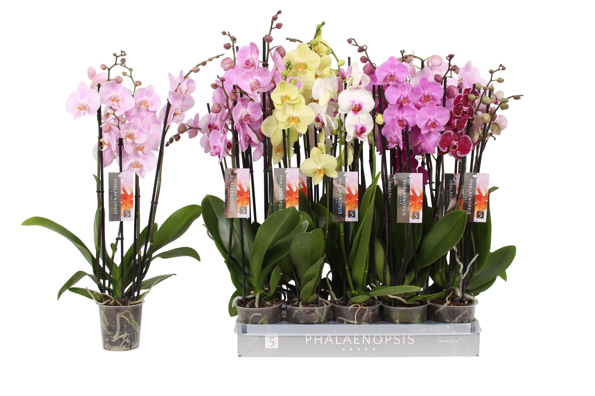 Phalaenopsis 7 color mix, 4-spike 25+, D 12 cm