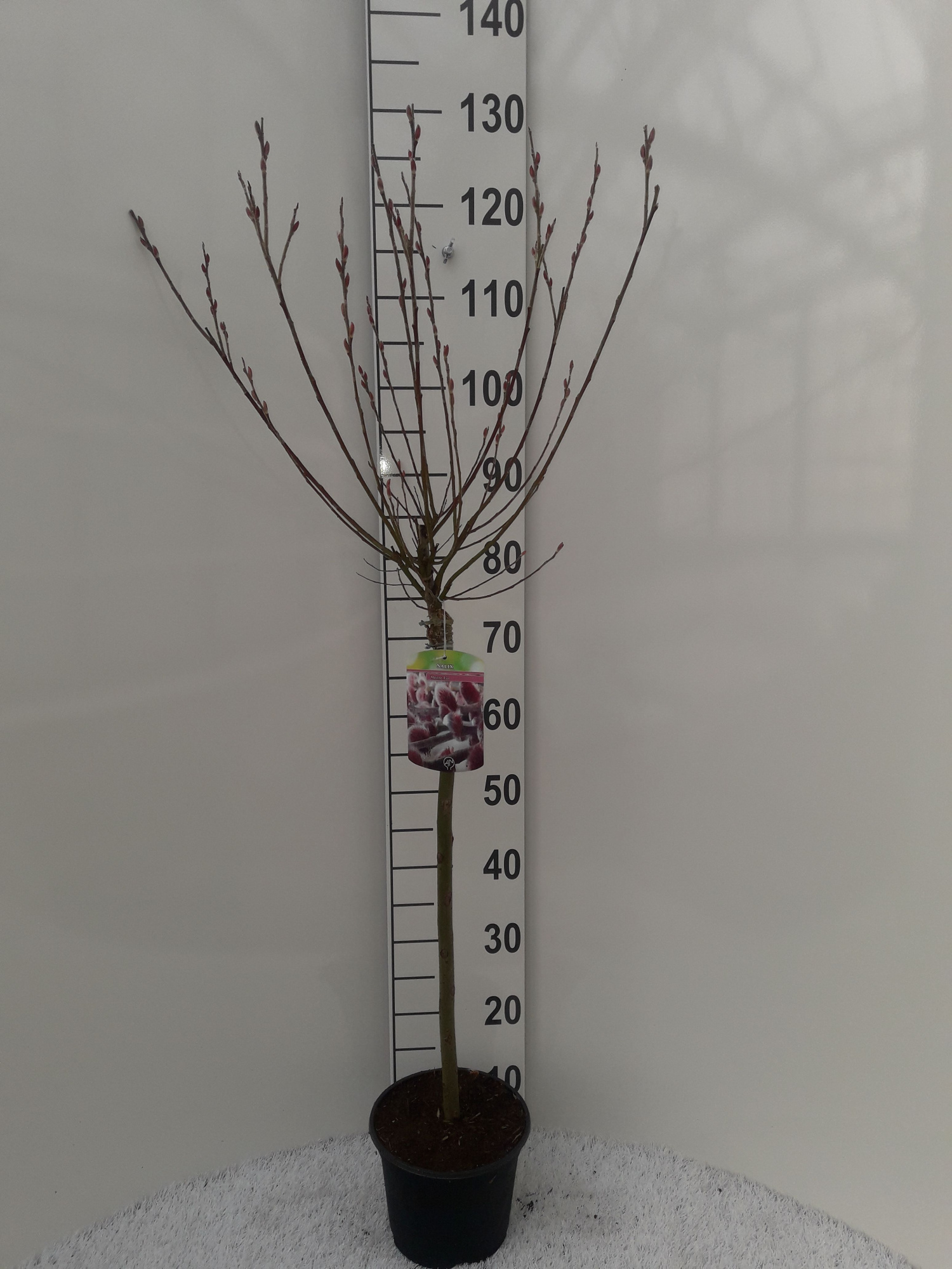 Salix Mount Aso, D 19