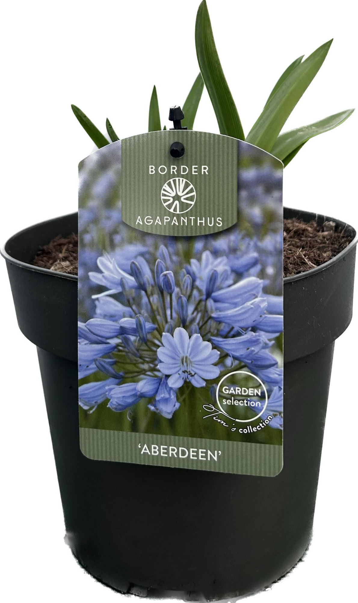Agapanthus 'Aberdeen' P17 GARDEN, D 17