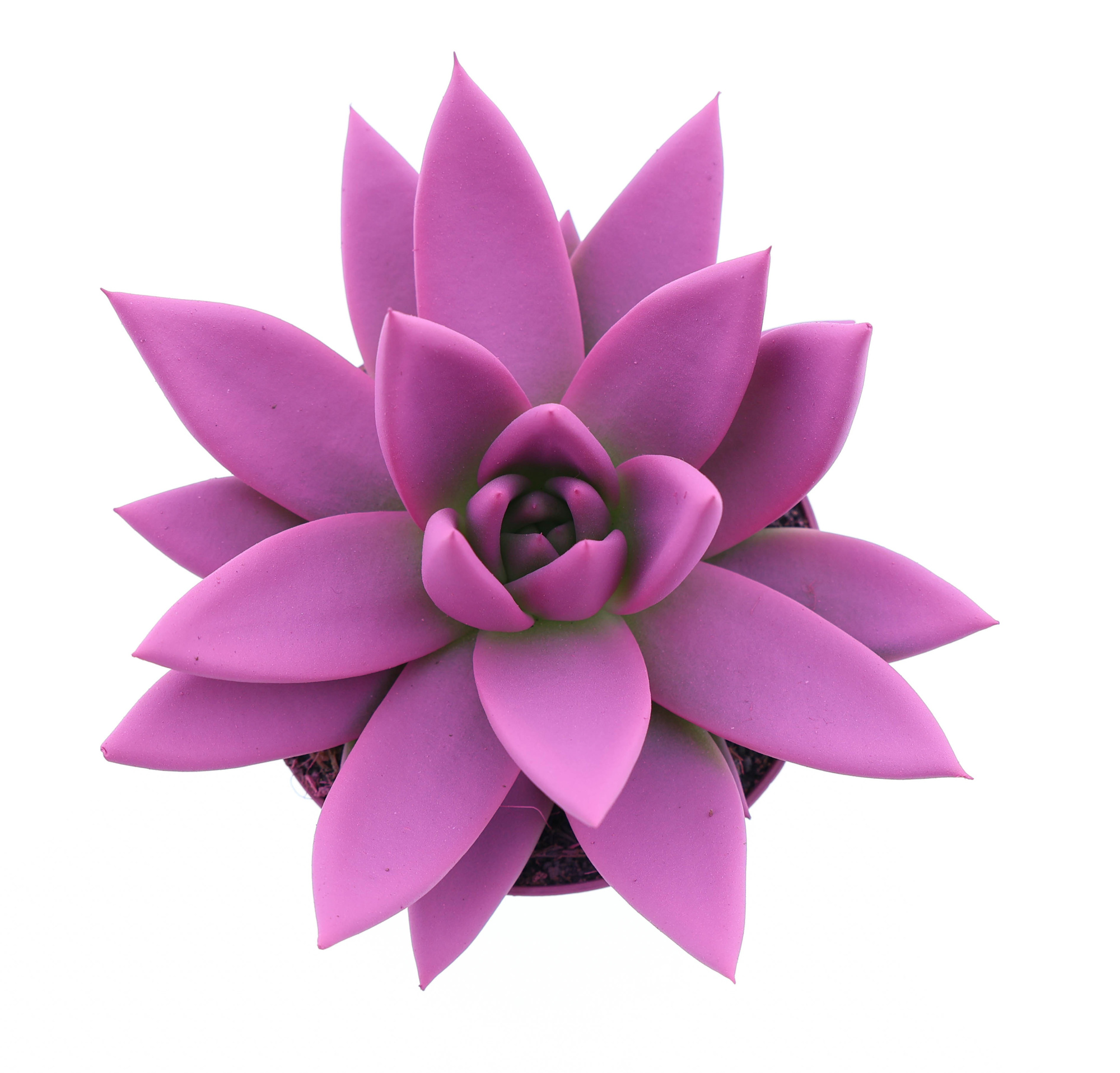 Rainbow cerise 246, D 8,5 cm