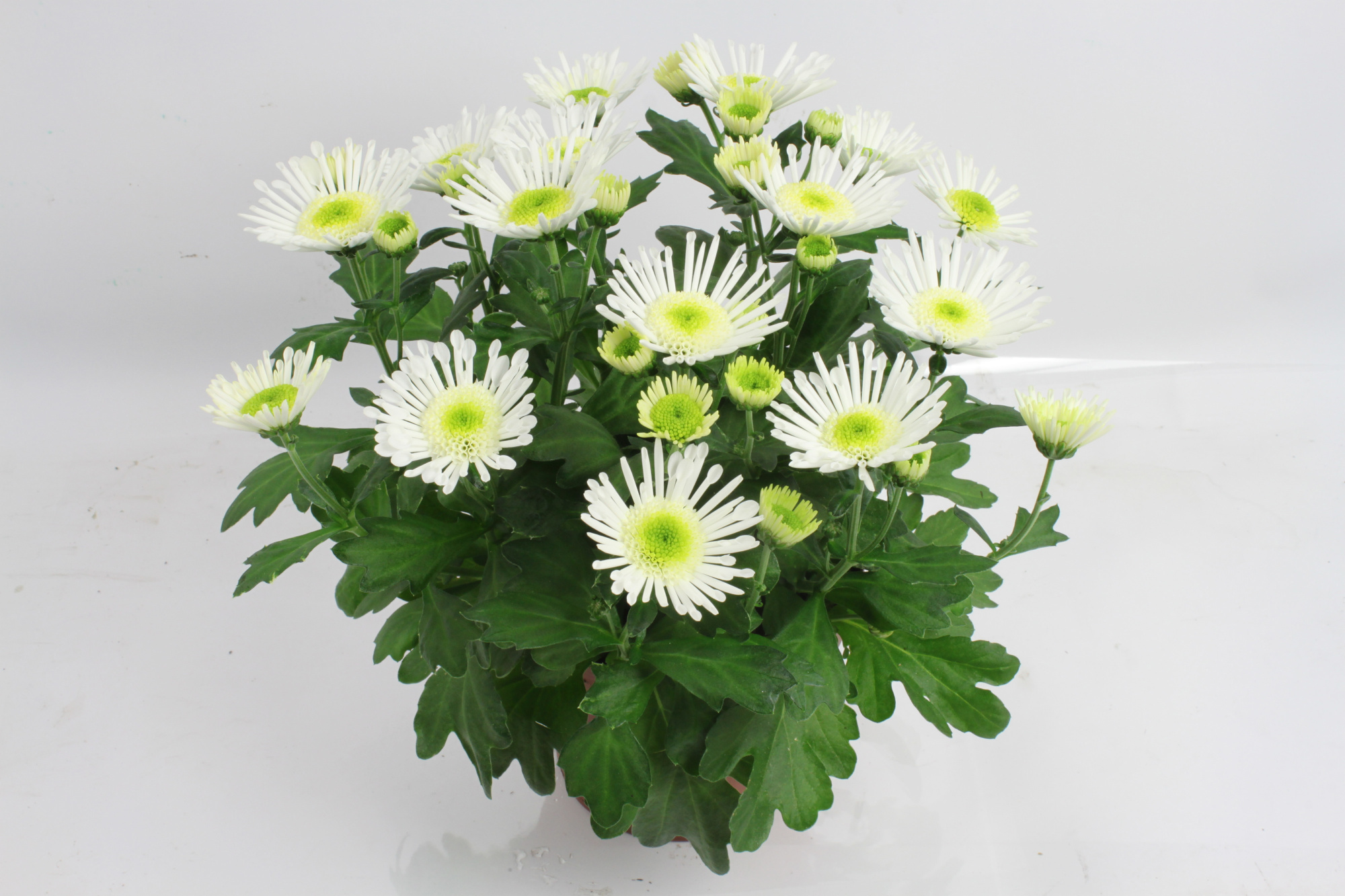 Splash Ice Queen 14 cm, D 14