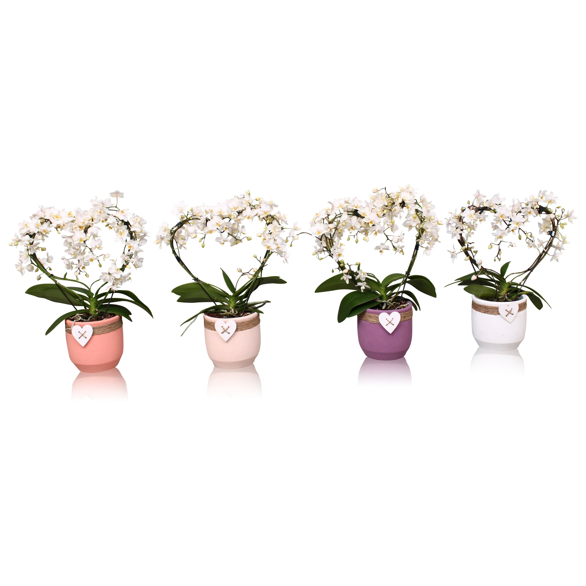 Phal. Multi vorm wit "Blossoming heart" in keramiek BGC942, D 12