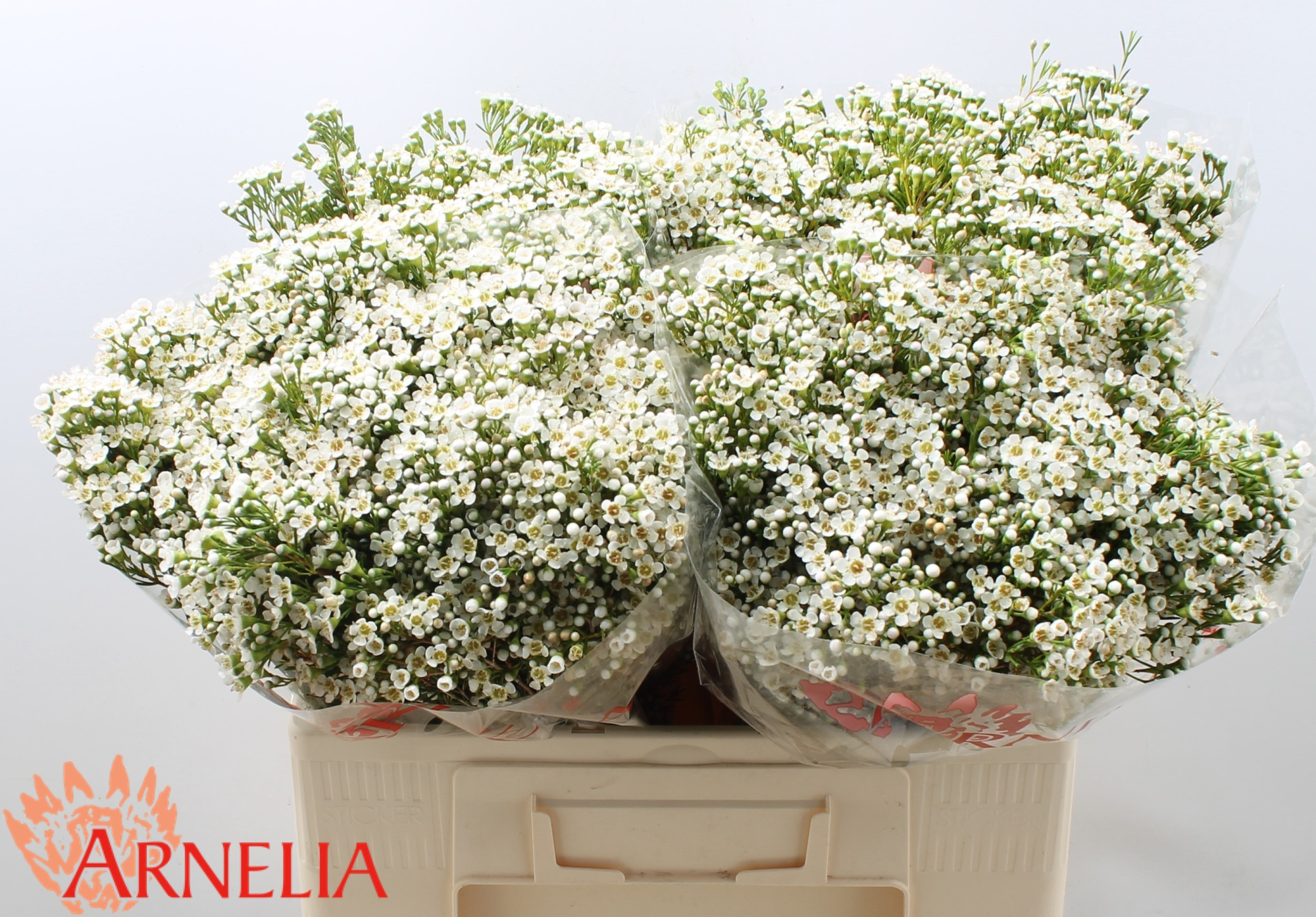 Шамелациум Перл Баттонс 55, шт.