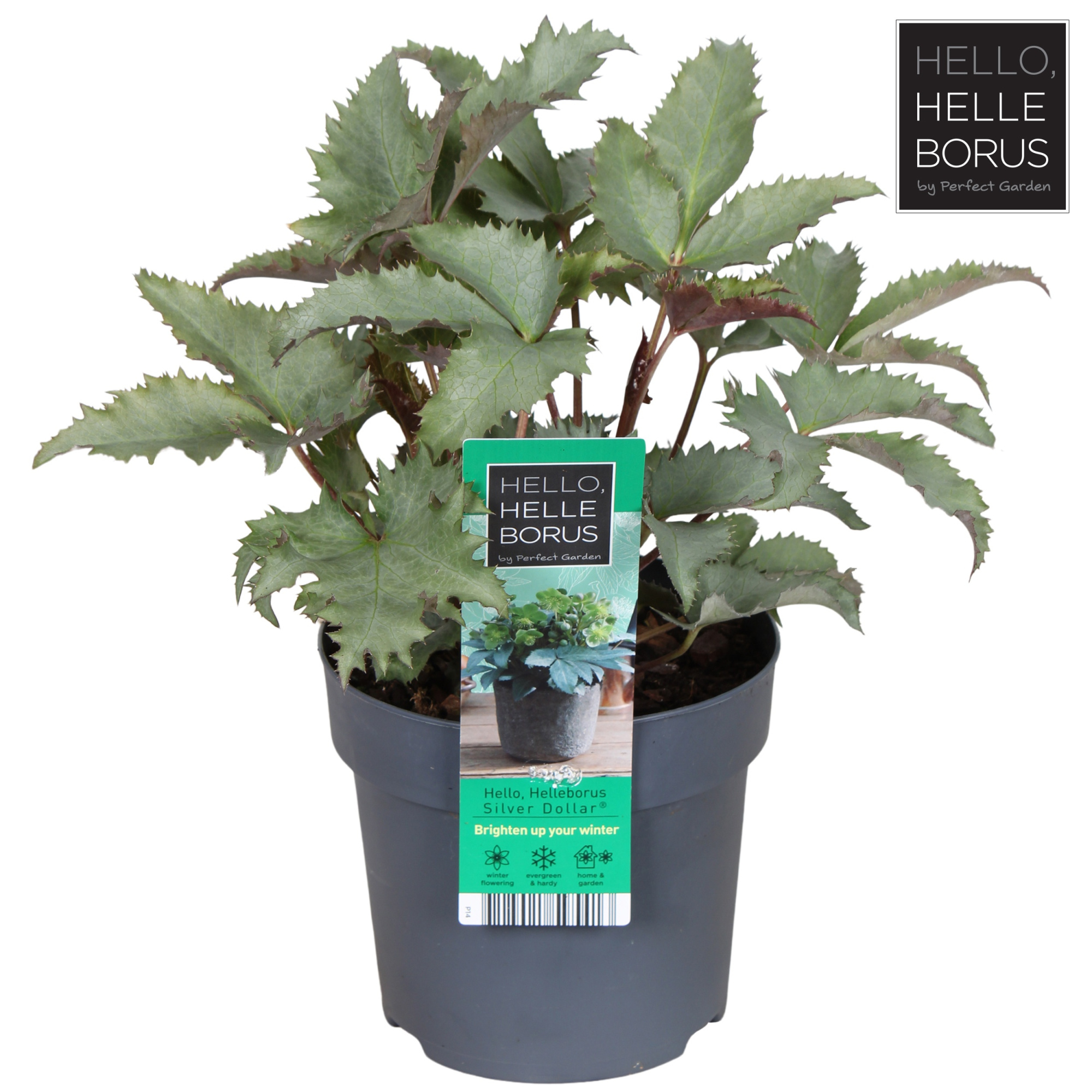 Helleborus sternii 'Silver Dollar' P14, D 14 cm