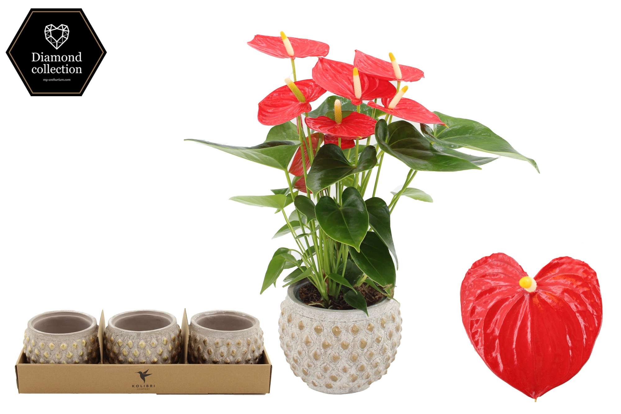 Anthurium 12 cm Esudo in Marrakesh gold ceramics, D 12 cm