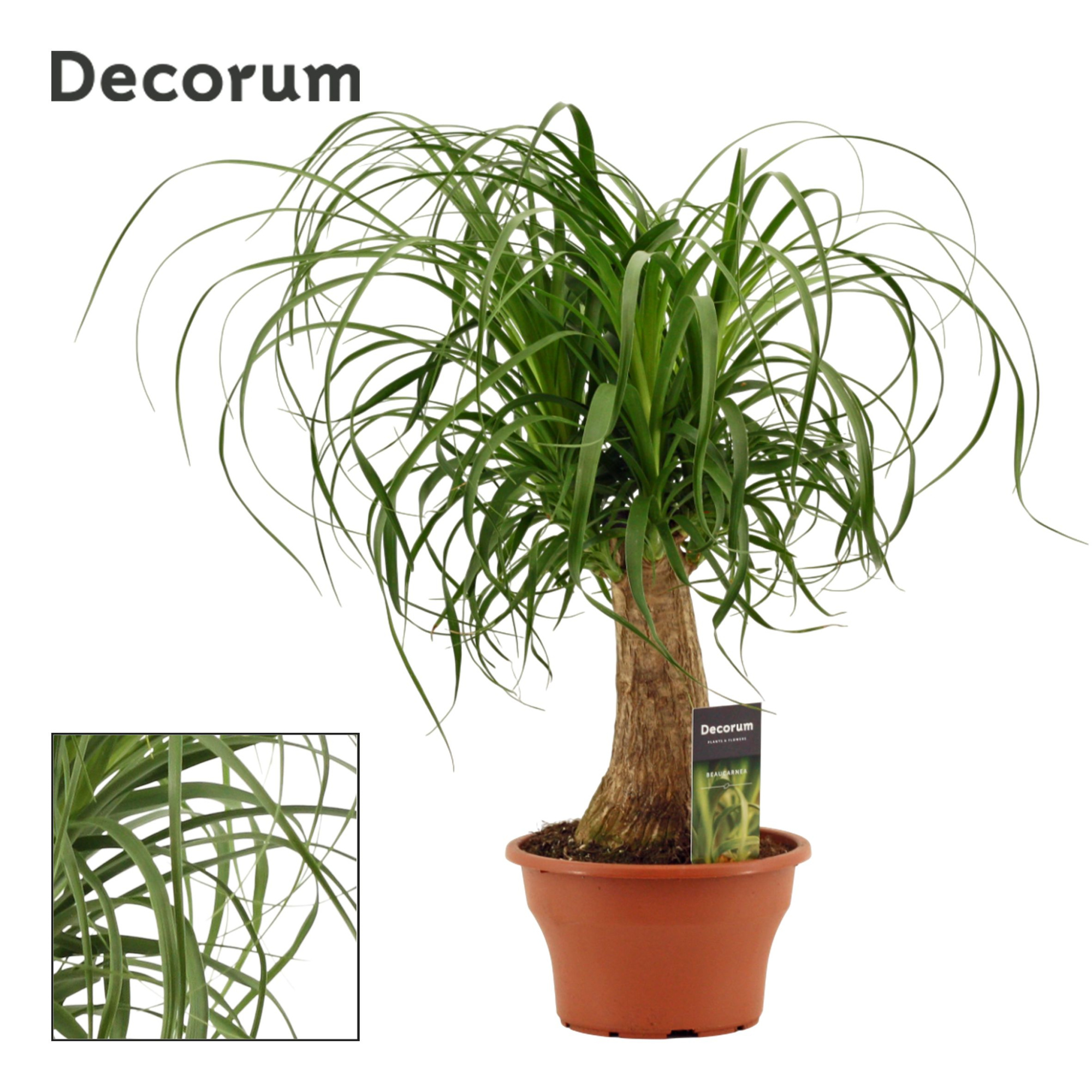 Beaucarnea recht 19 cm schaal (Decorum), D 19 cm