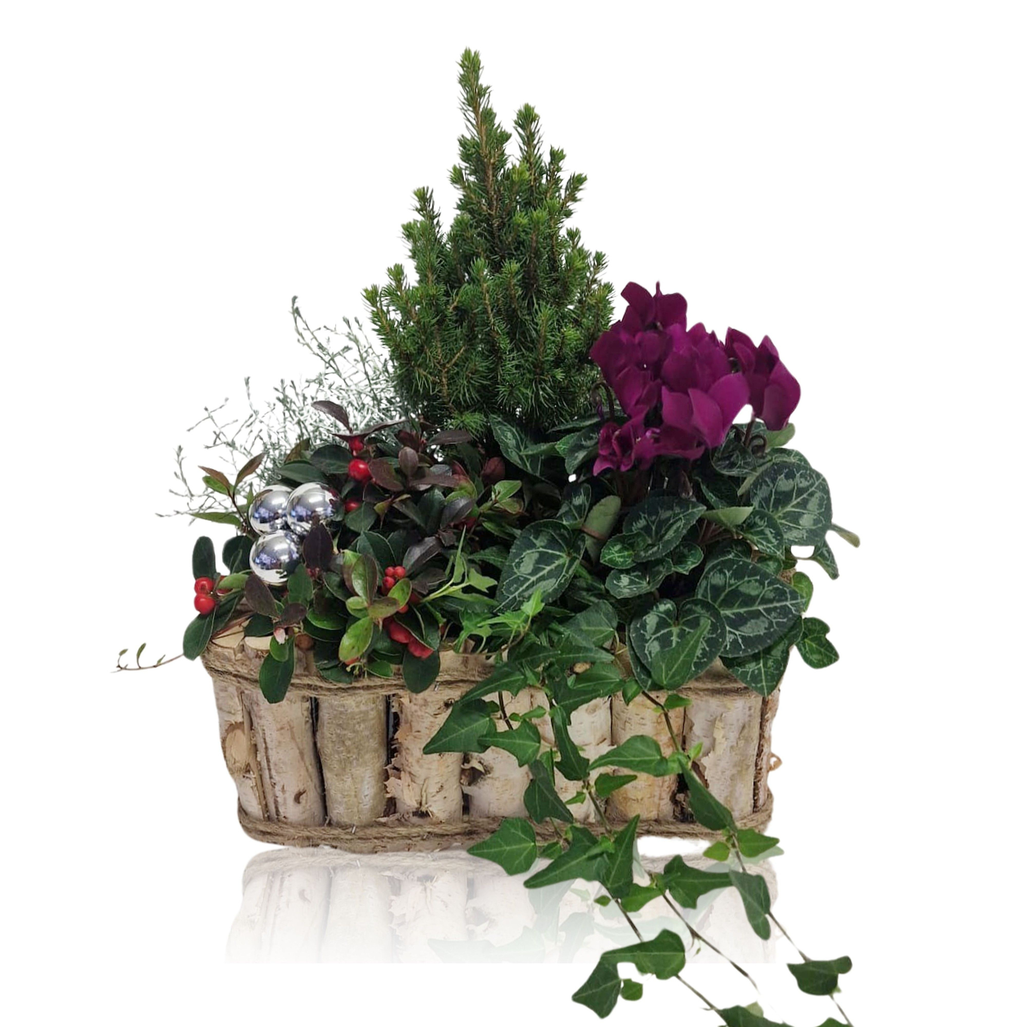 Collectie Anna Winter Specials Arrangement in Houten Bak Rechthoek 30 cm, D 30