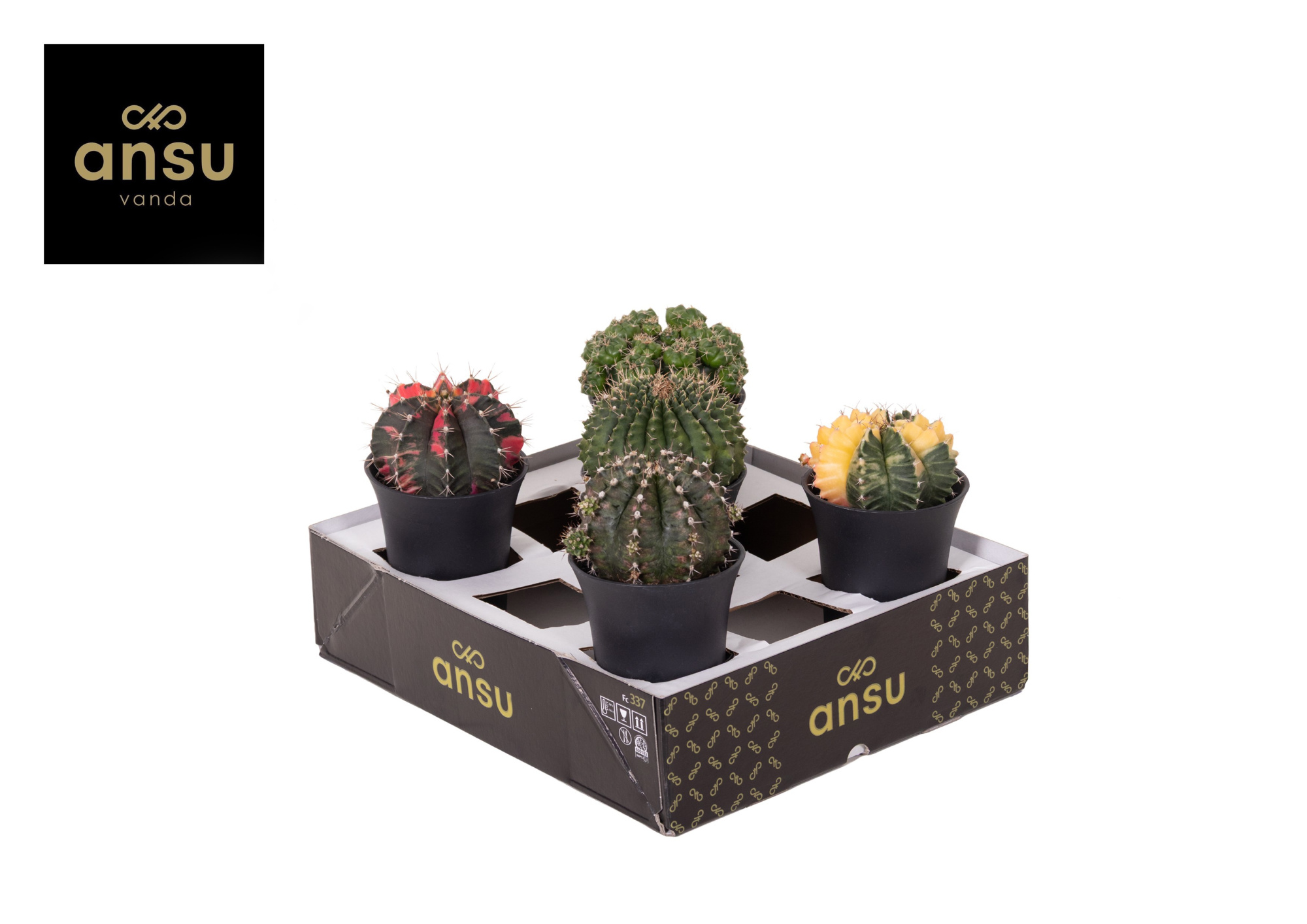 Exclusive Cactus Mix XL, D 10