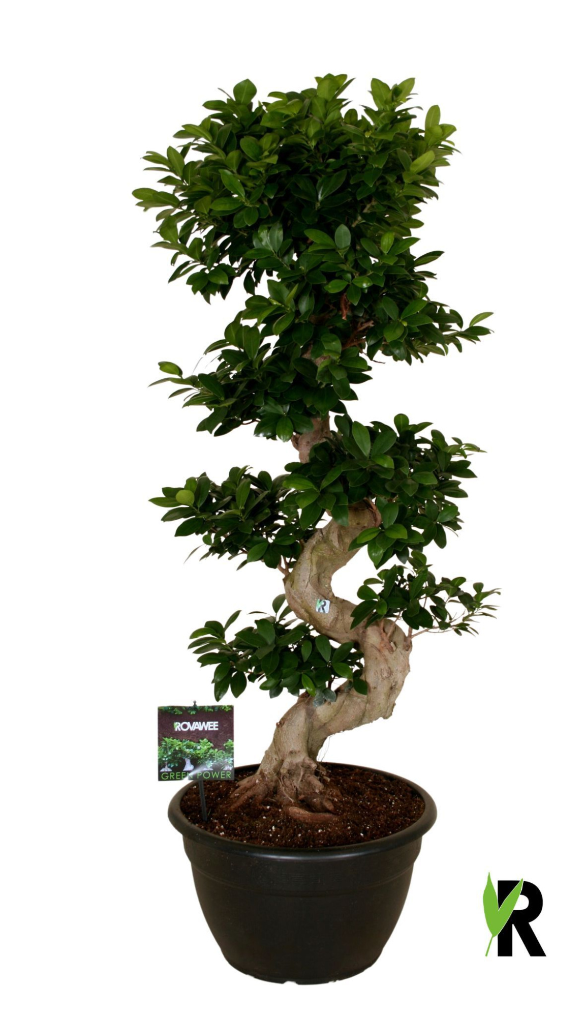 Ficus micr. S-type in kunststof sierpot, D 40 cm