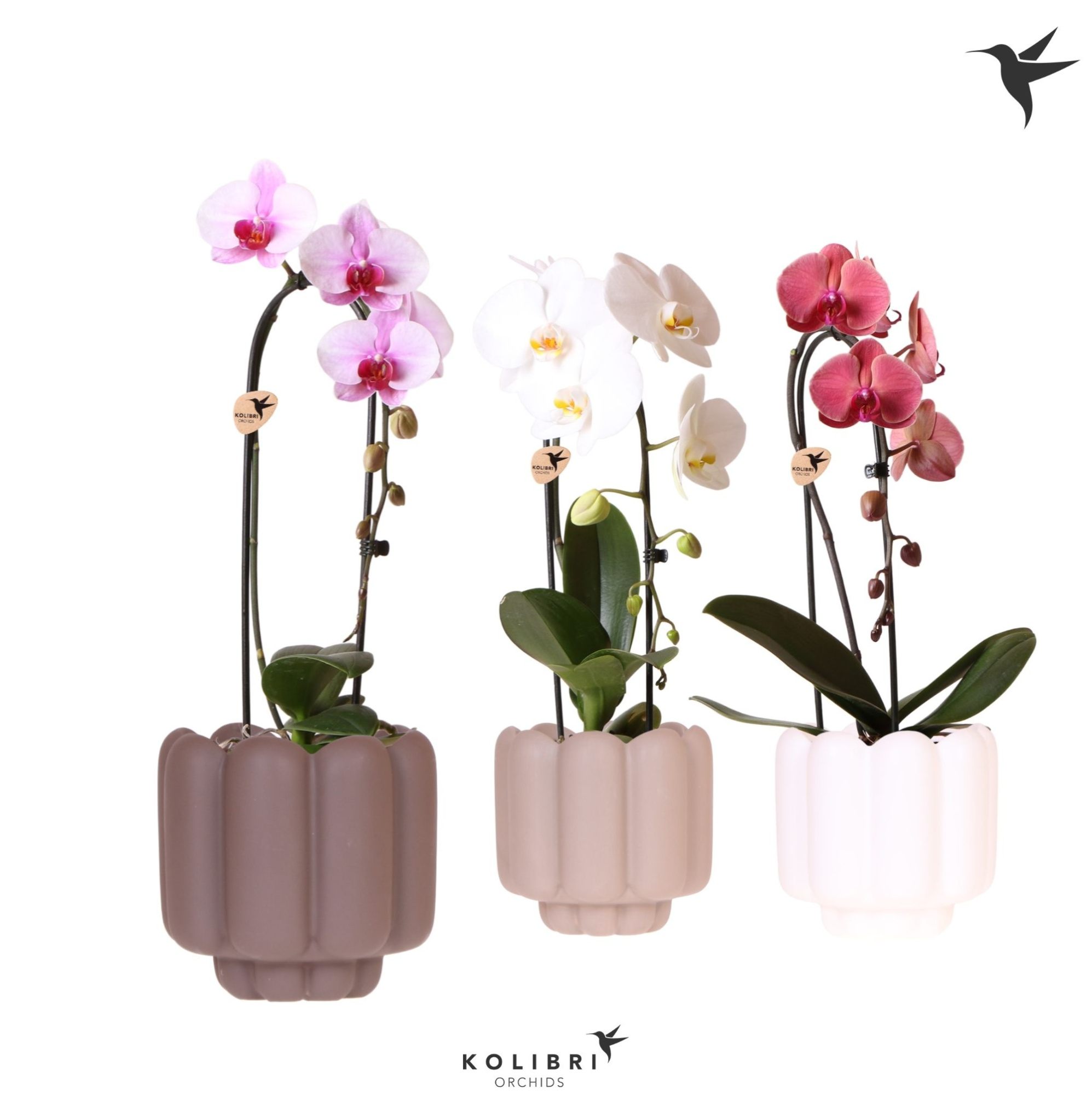 Kolibri Orchids Cascade Niagara Fall mix 1 spike in Retro pot sand mix, D 12 cm