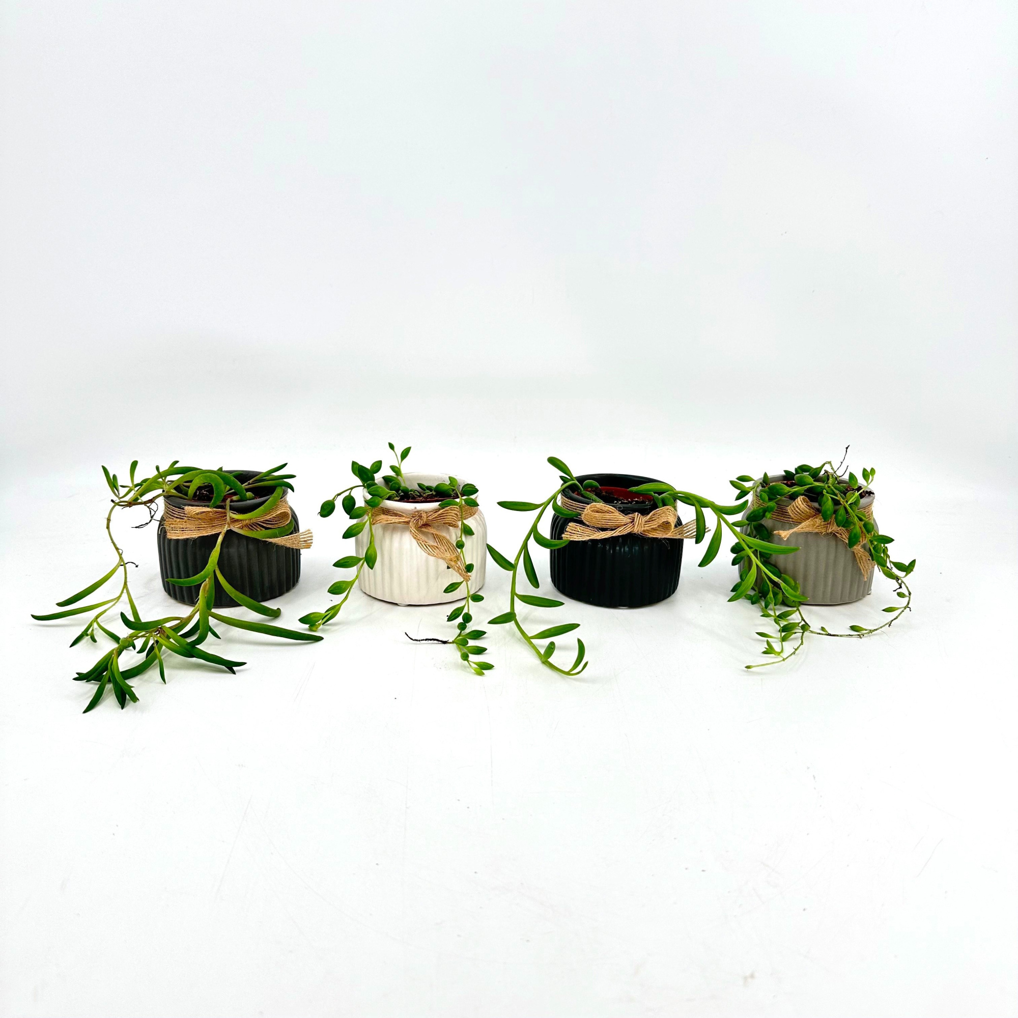 Mini Senecio Mix in Special pot (EH2237), D 6 cm