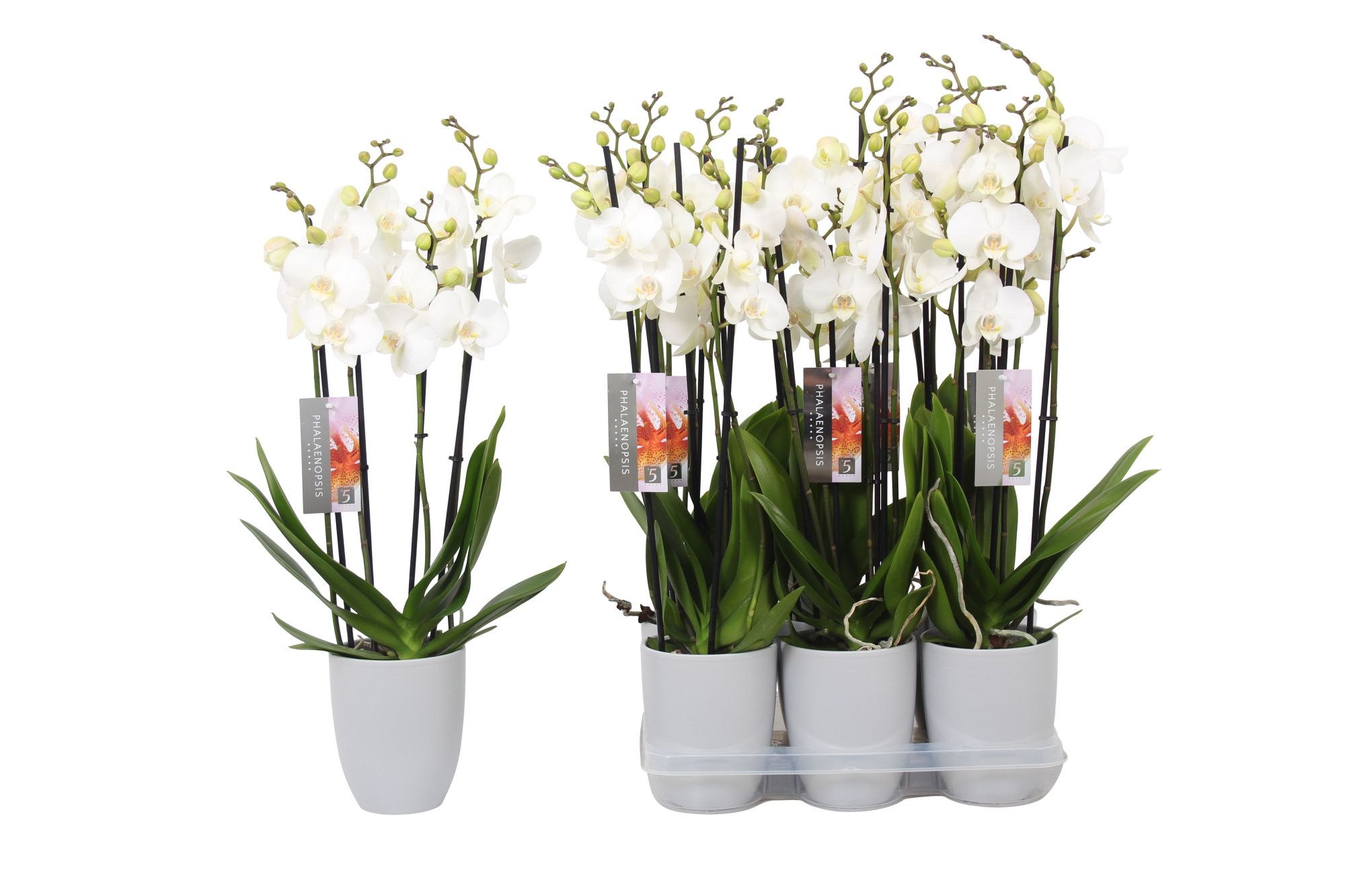 Phalaenopsis White, 4-spike Grey Ceramics, D 12 cm
