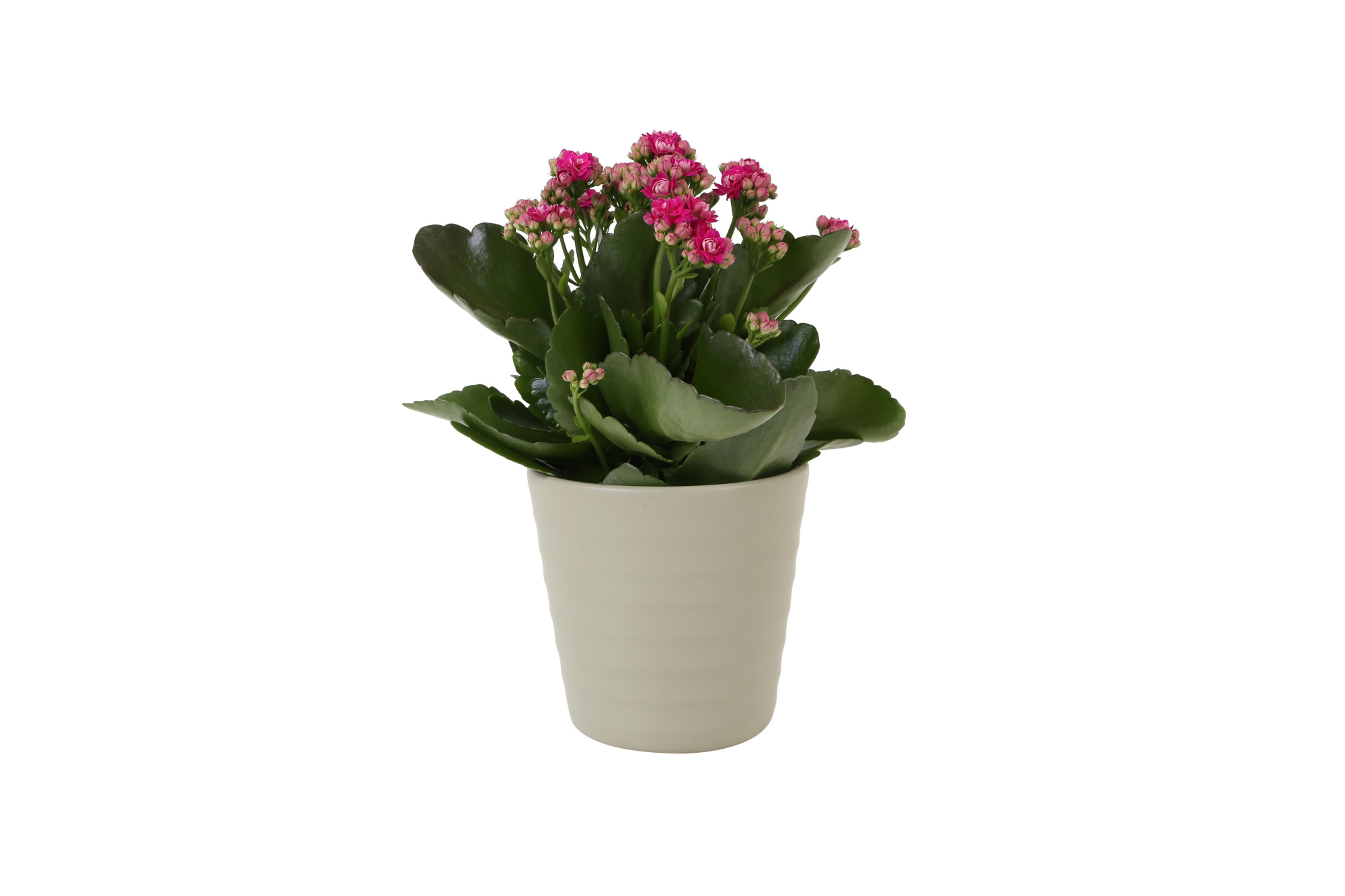 KP-809.1 GR - Kalanchoe Rosalina 12cm paars in groen keramiek, D 12 cm