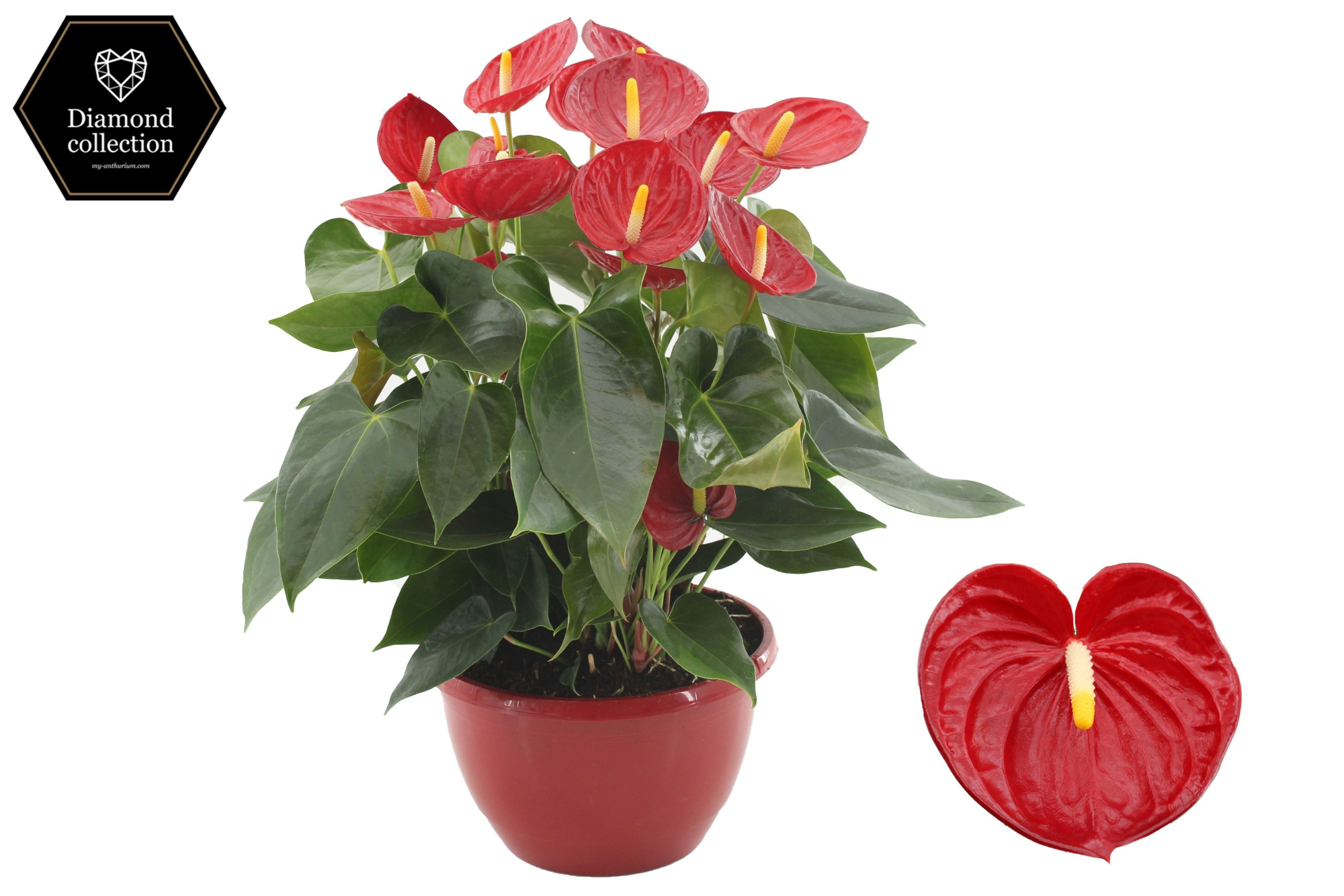 Anthurium 25 cm Tremendo in Marly plastic scale, D 25 cm