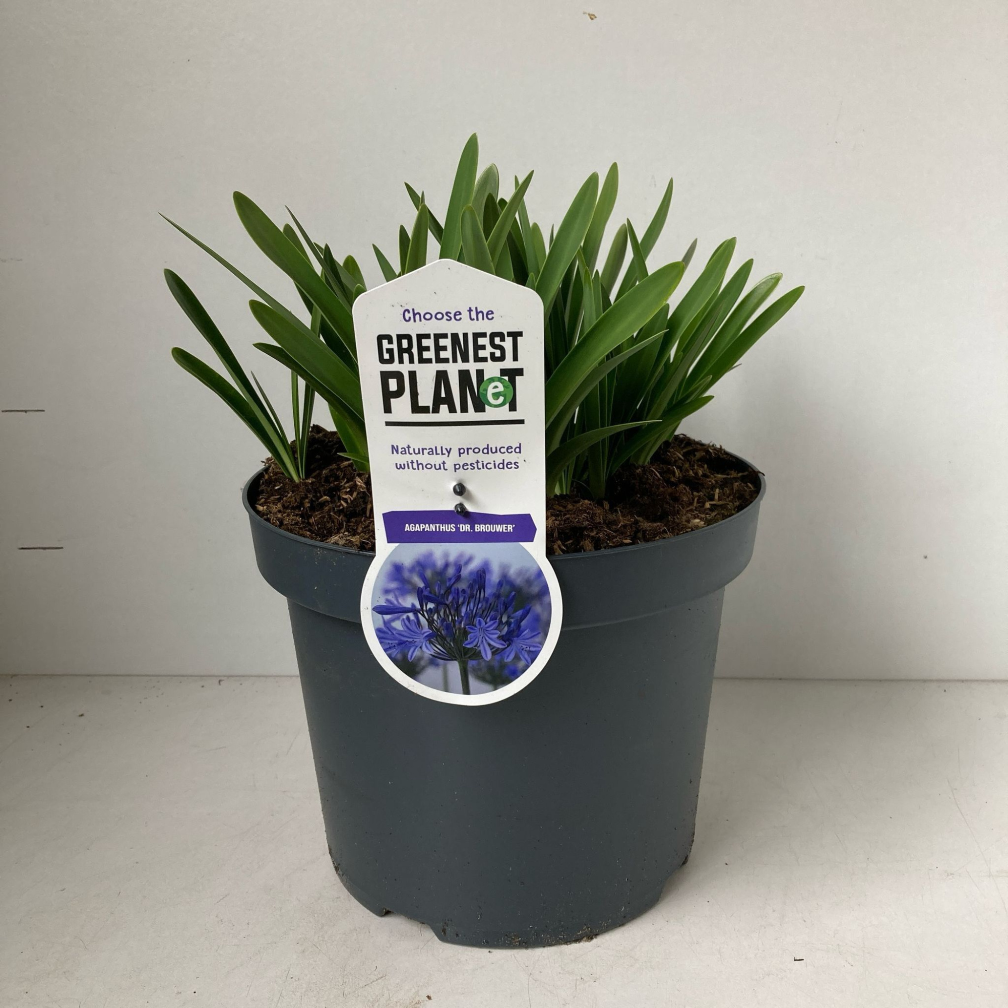 Agapanthus 'Dr Brouwer', D 26 cm