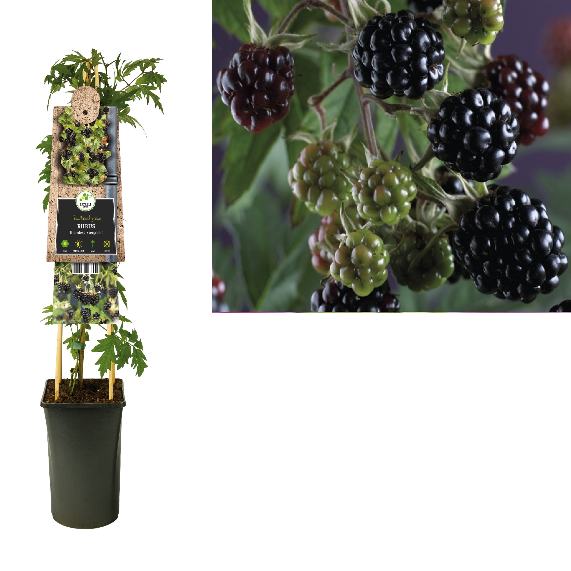 Rubus 'Thornless Evergreen' +3.0 label, D 17 cm