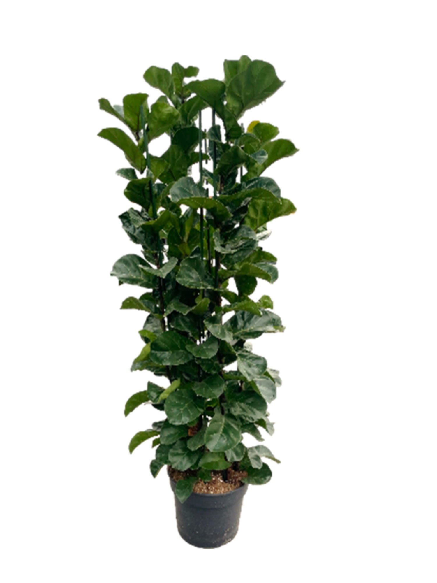 Ficus lyrata "Bambino" p38 6pp 180+cm, D 38 cm