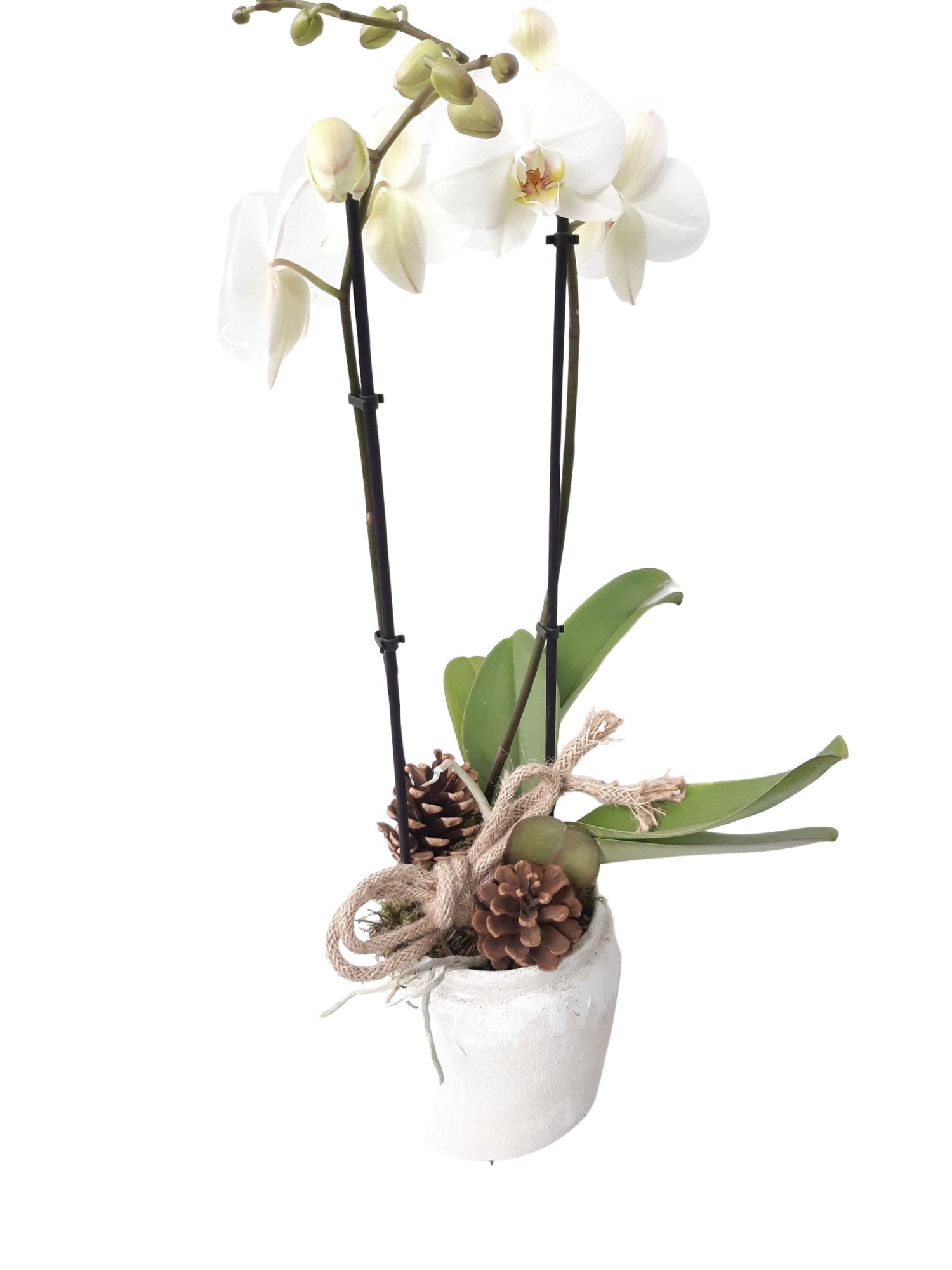 RWP16PHK Rude White Pot Phal 2t wit KERST, D 16 cm