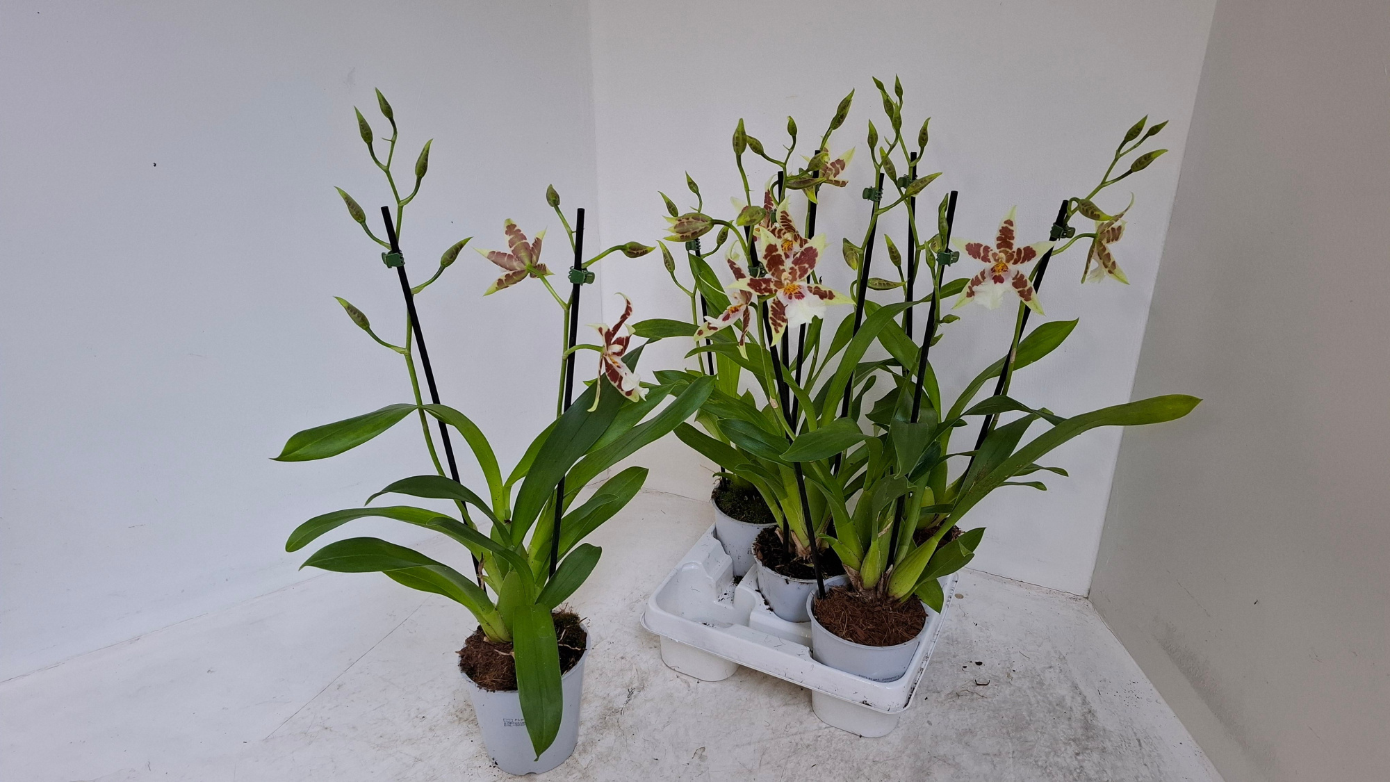 Renaissance grandeur white 2 tak, D 12 cm