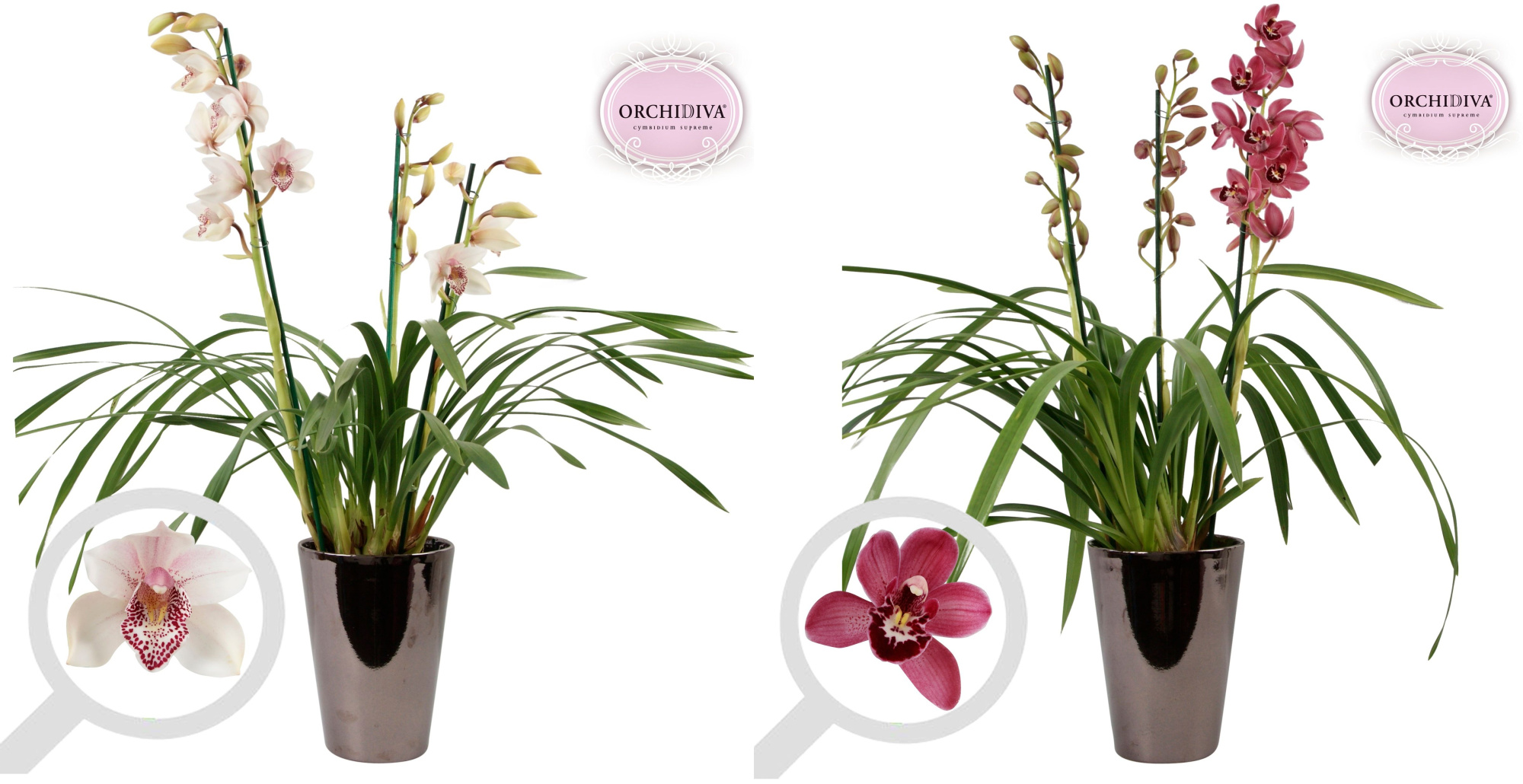 Cymbidium 3tak mix keramiek brons, D 17