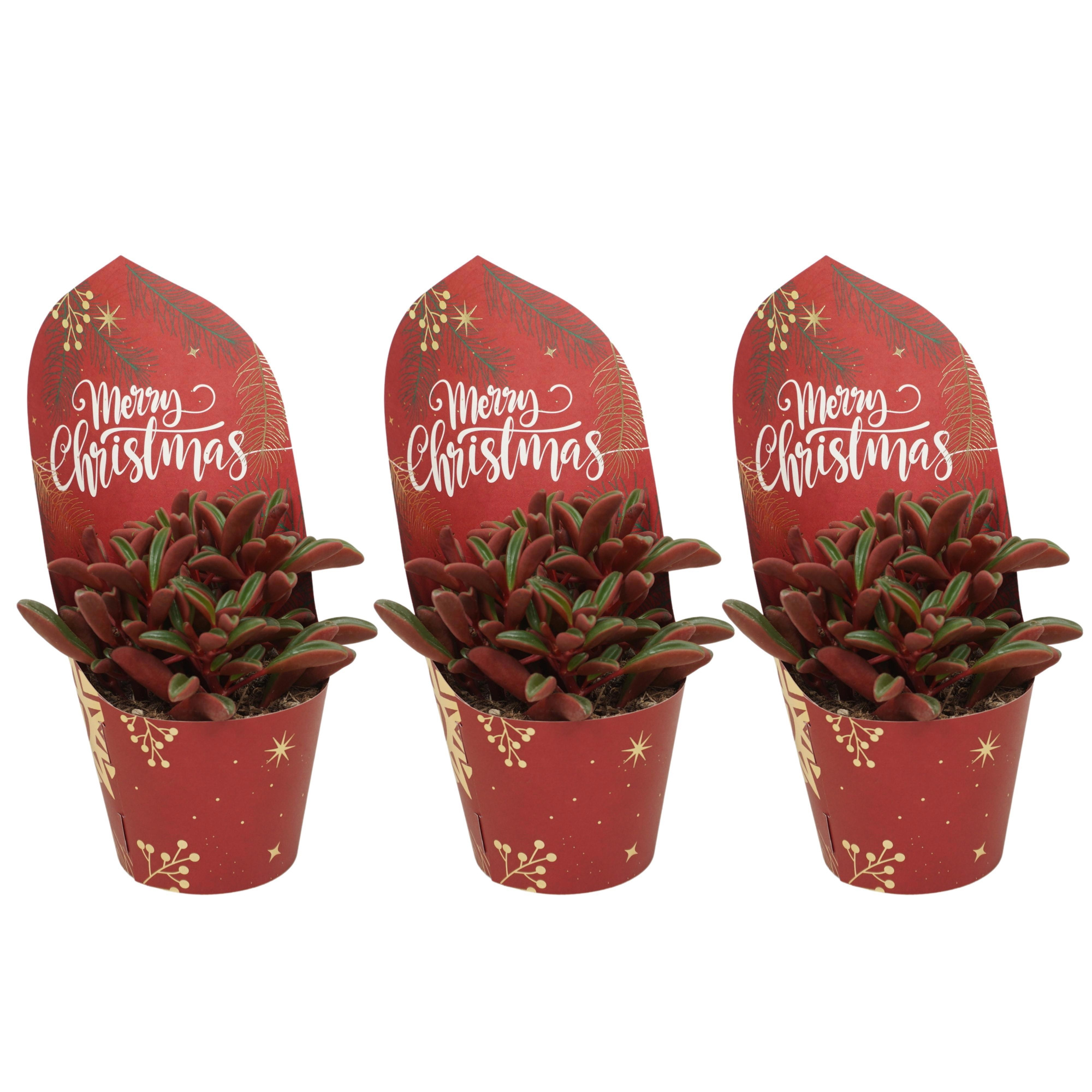 Peperomia graveolens 10,5 cm in Kerst potcover, D 10,5 cm