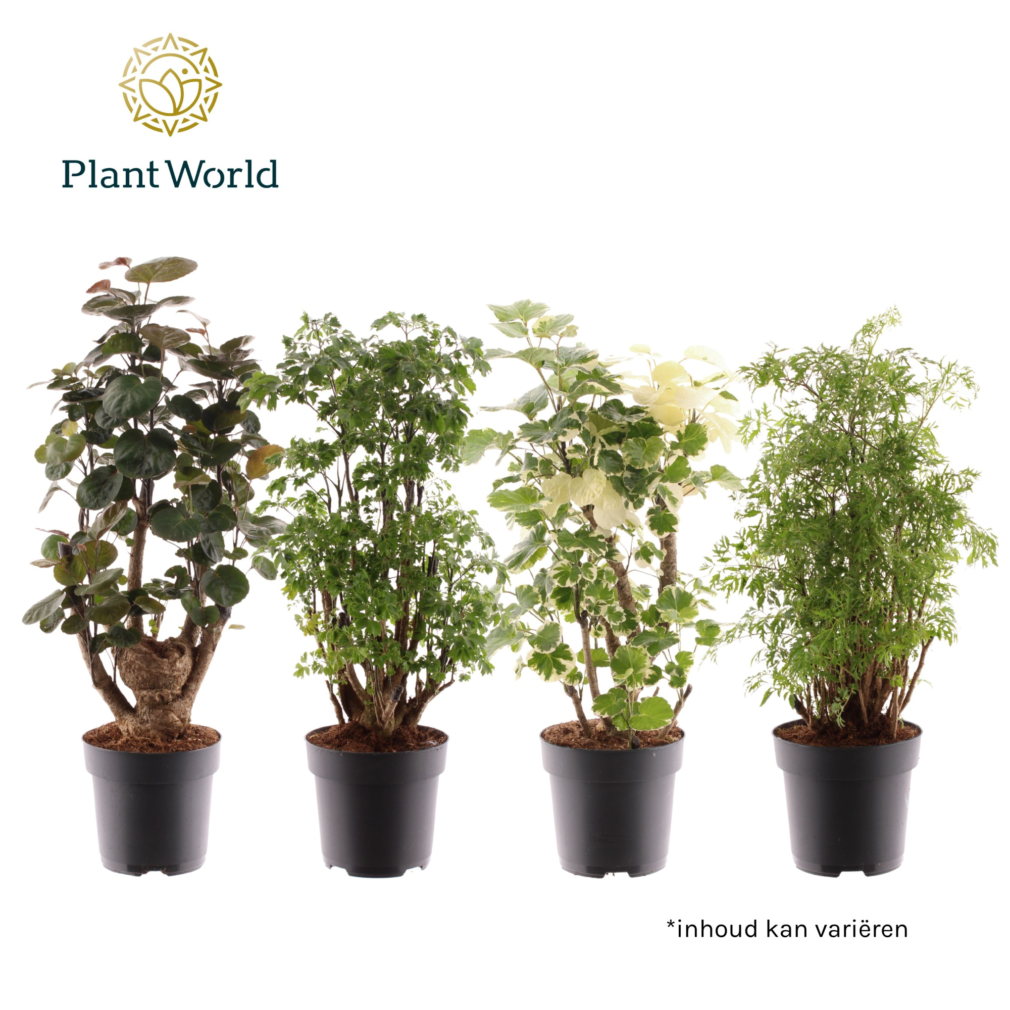 Polyscias vertakt 2-3 soorten gemengd, D 17 cm