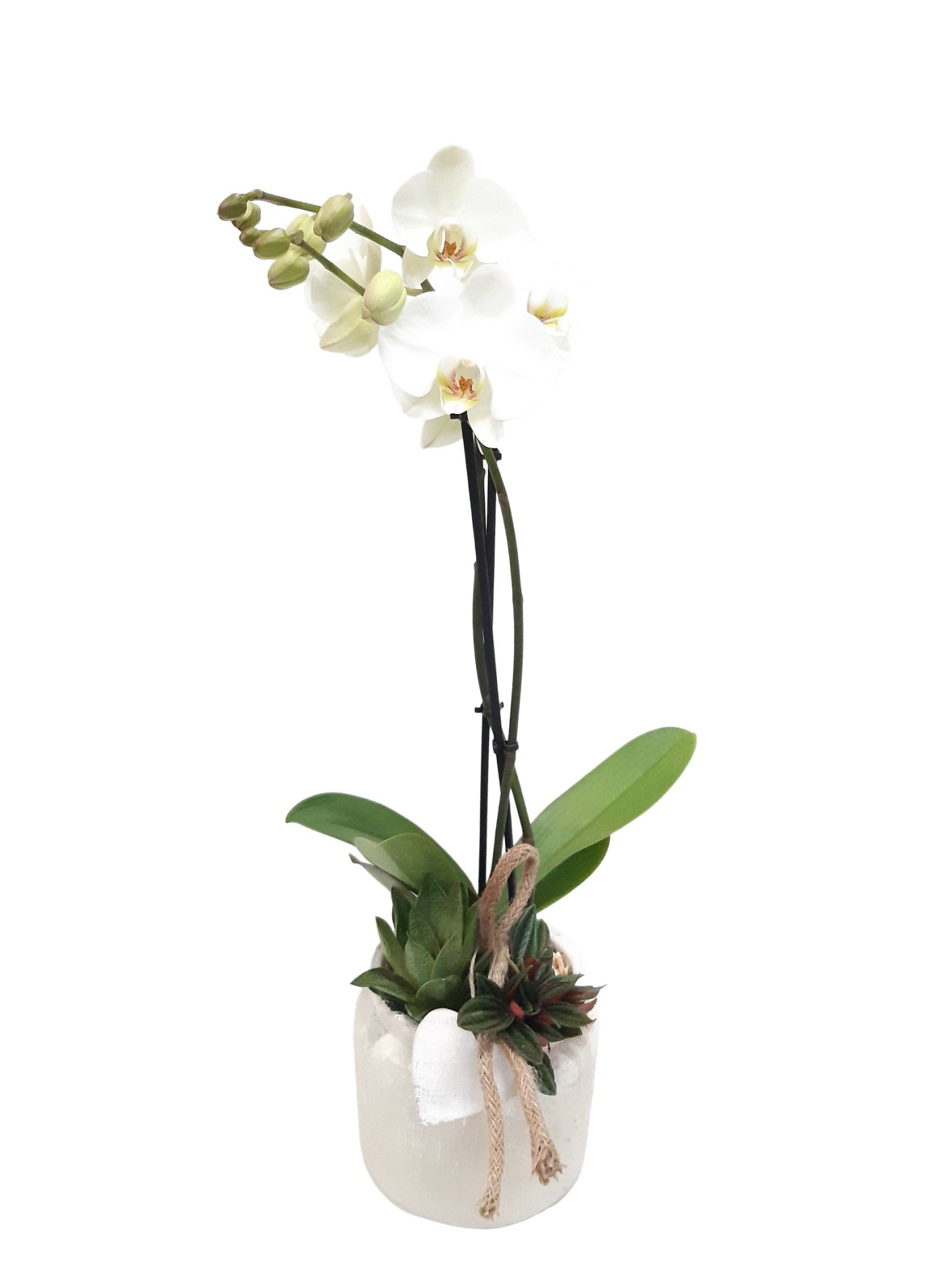RWP16PHHRT Rude White Pot Phal 2t wit + Peperomia en Gasteria, D 16 cm