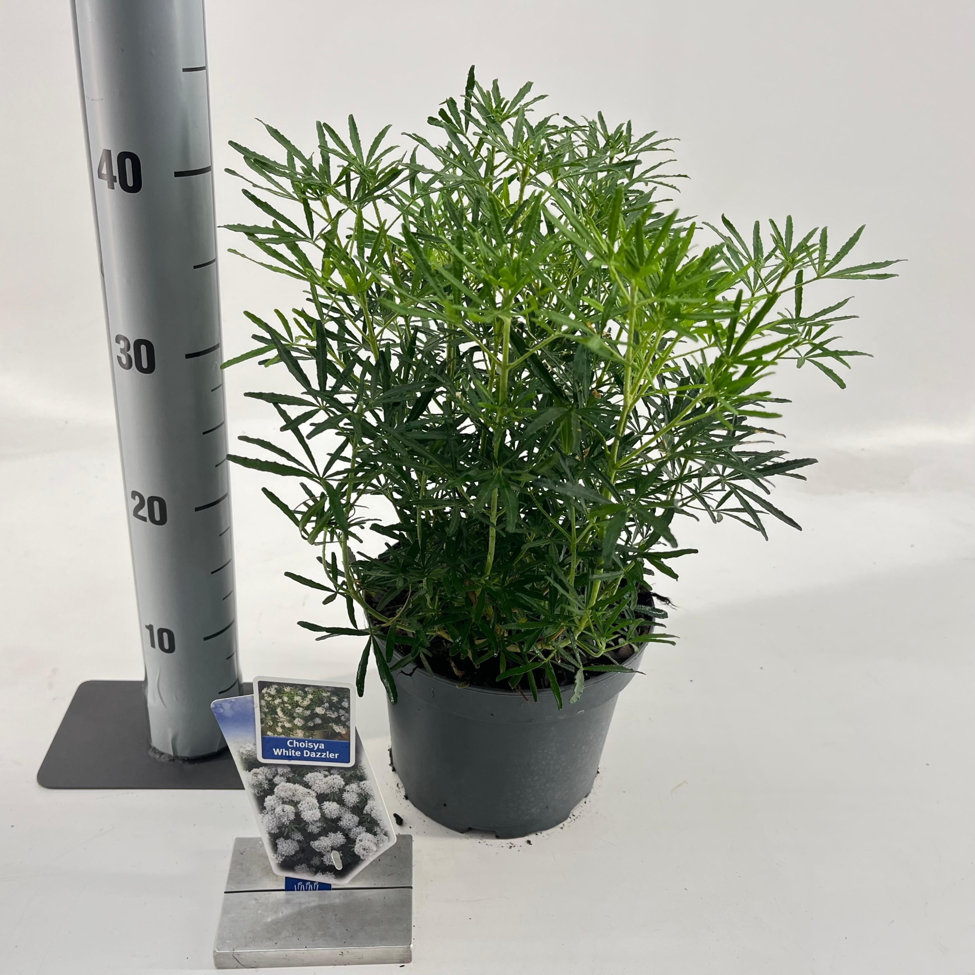 Choisya ternata 'White Dazzler' ®, D 19 cm